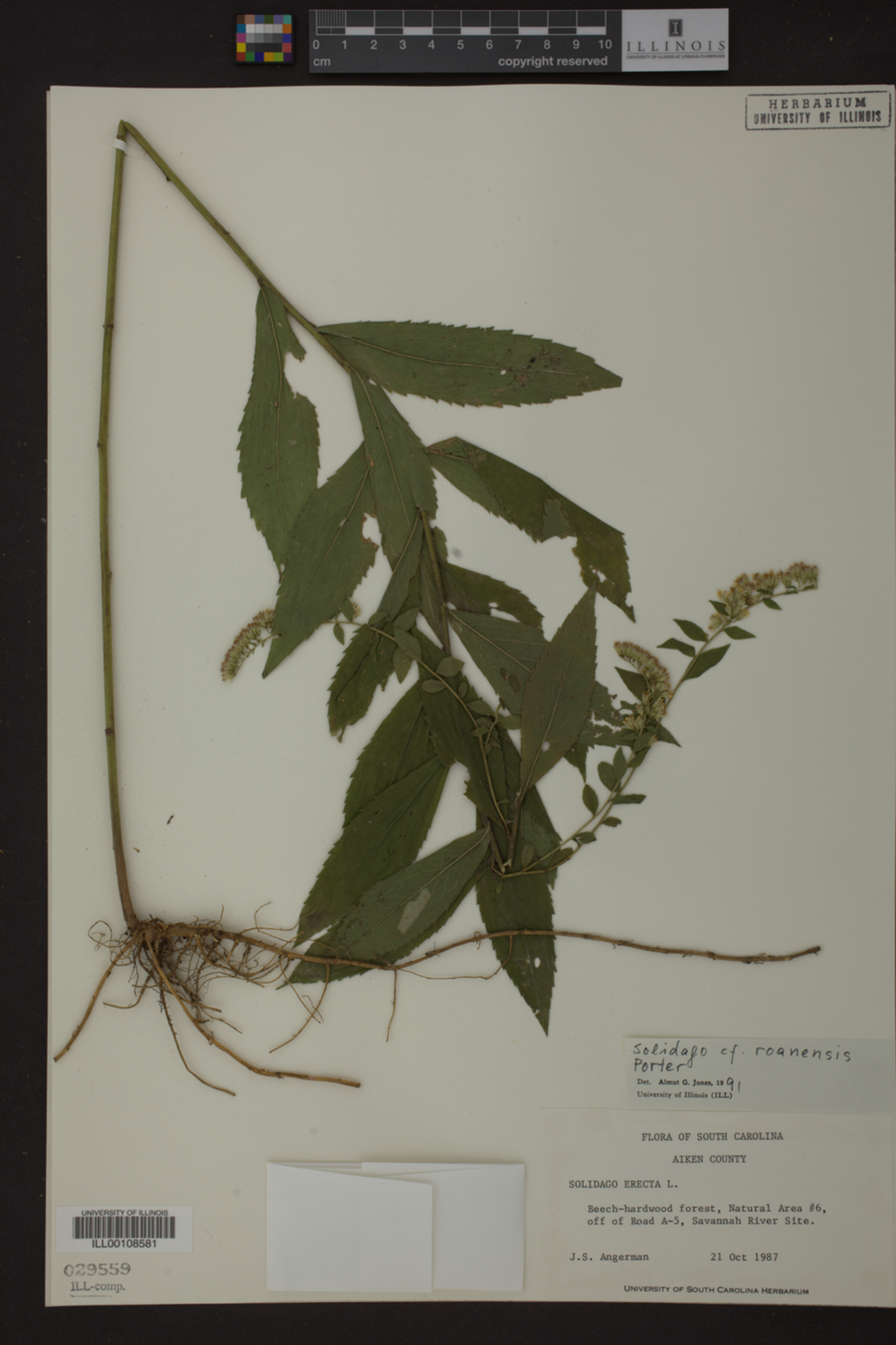 Solidago roanensis image