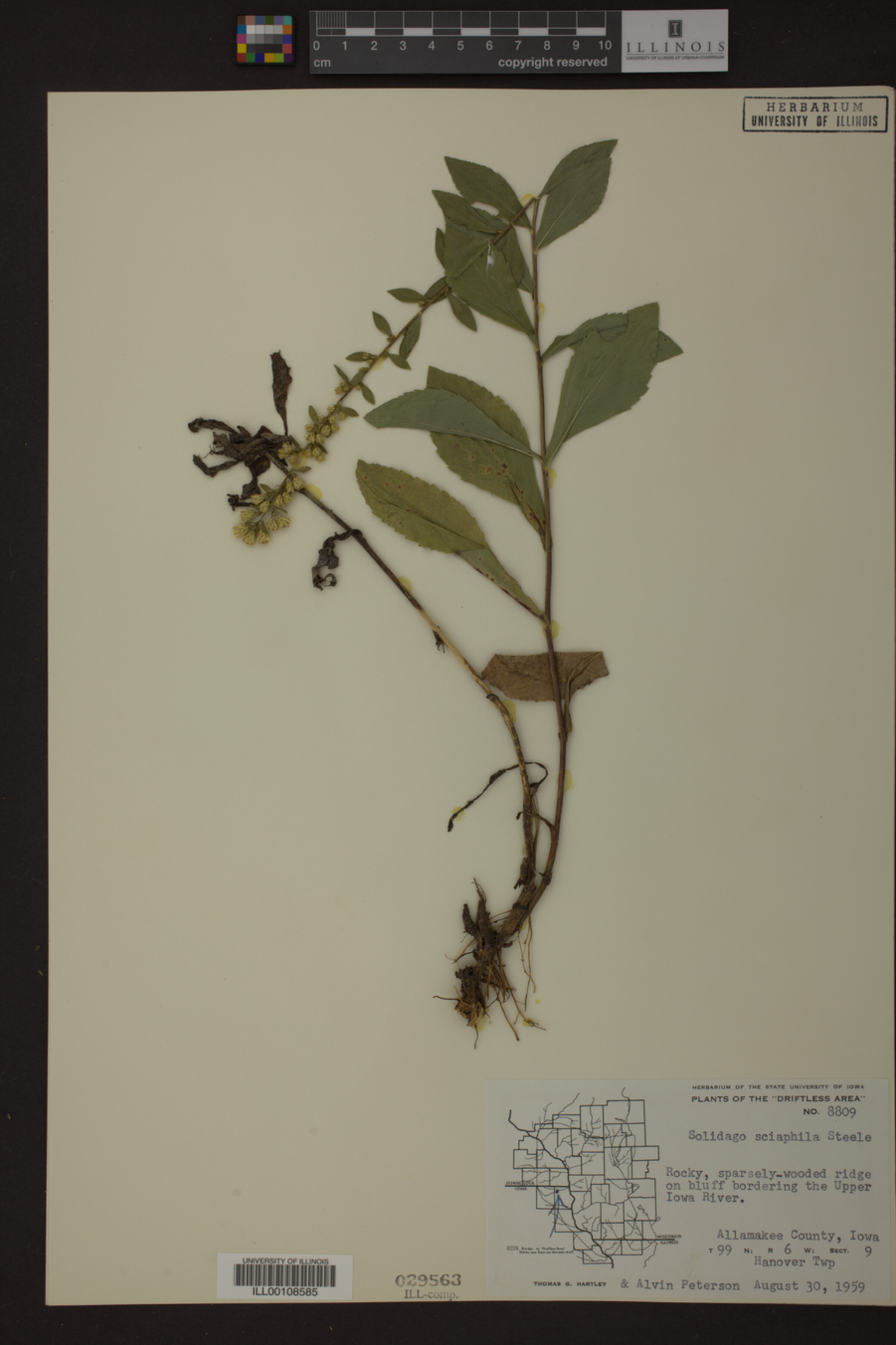 Solidago sciaphila image