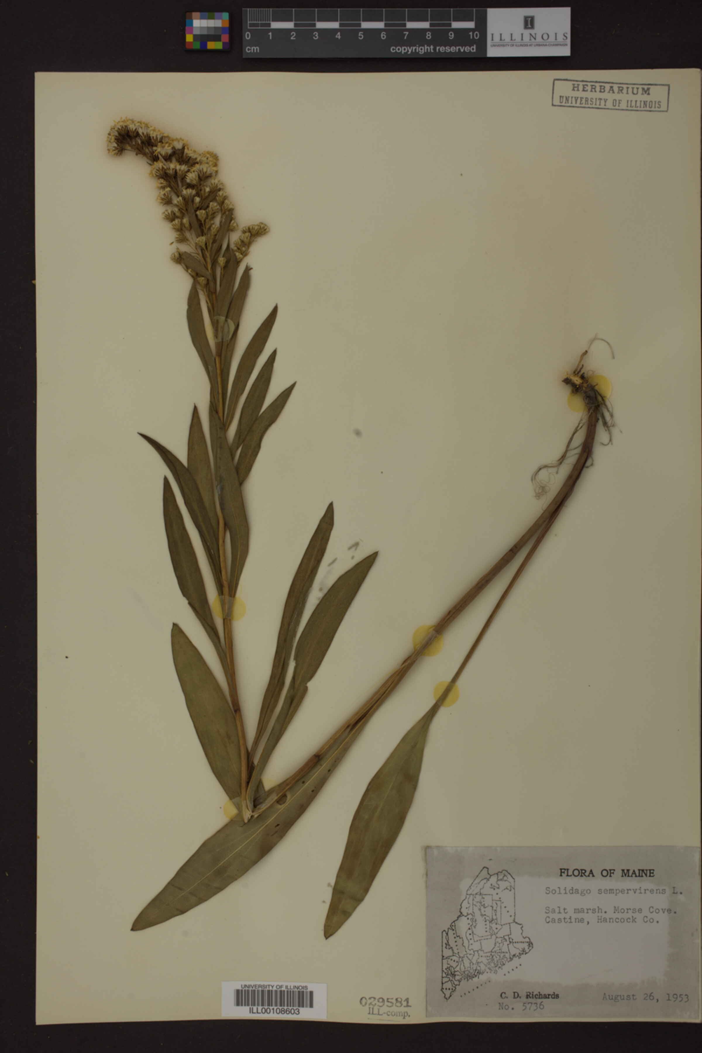 Solidago sempervirens image