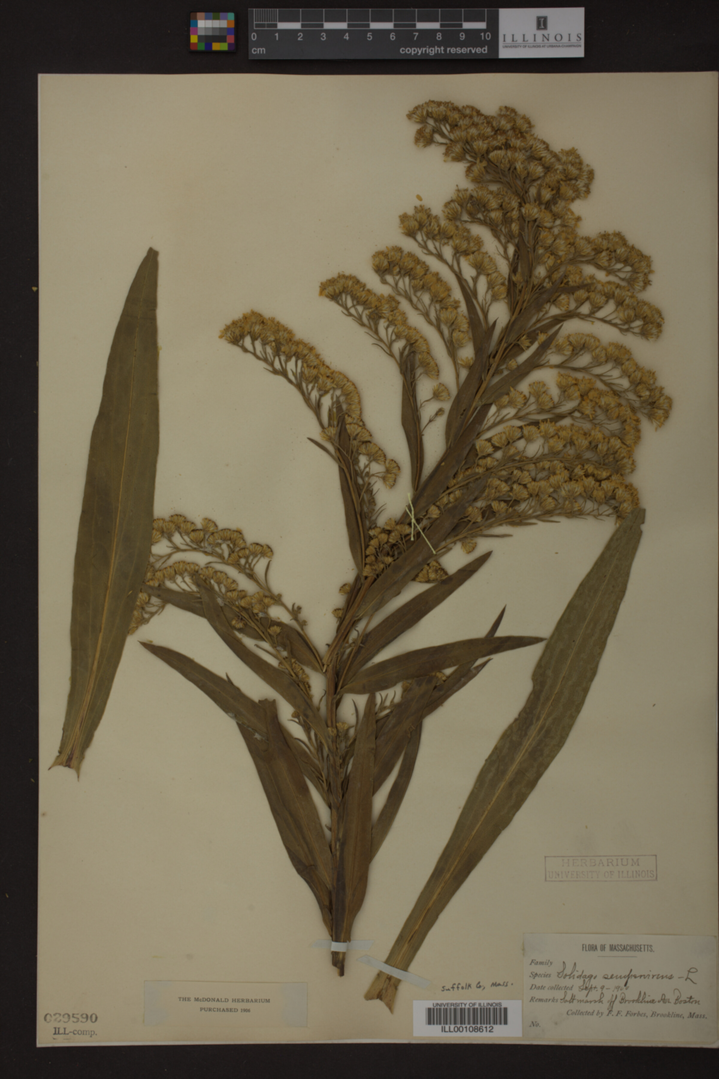 Solidago sempervirens image