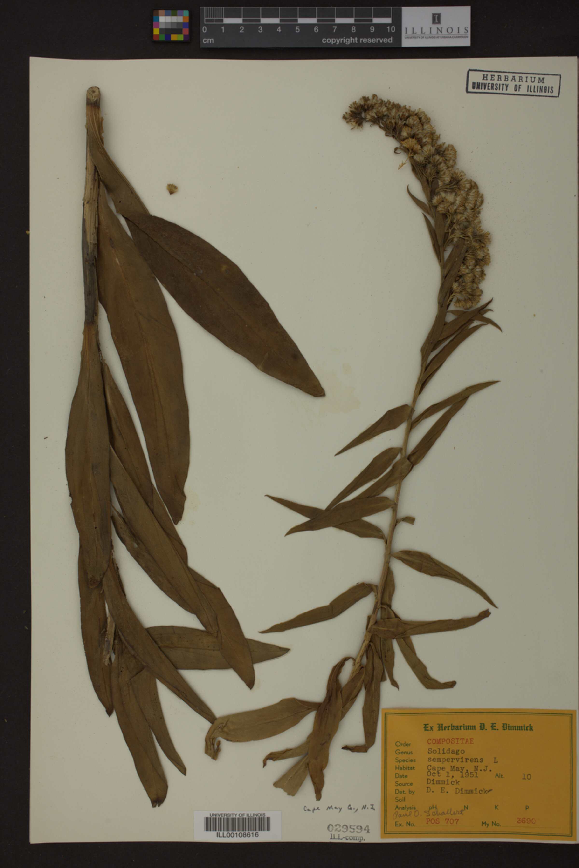 Solidago sempervirens image