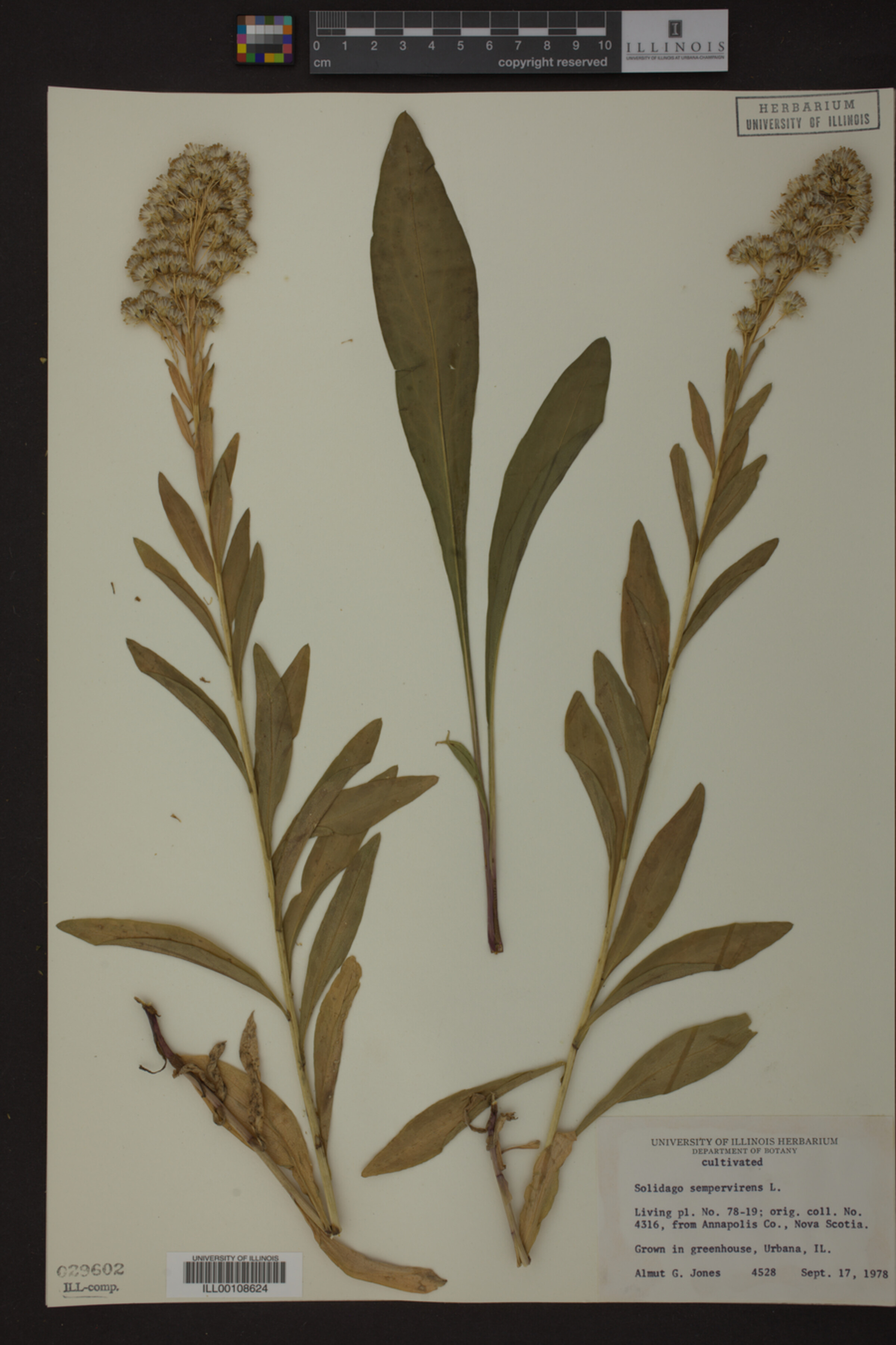 Solidago sempervirens image