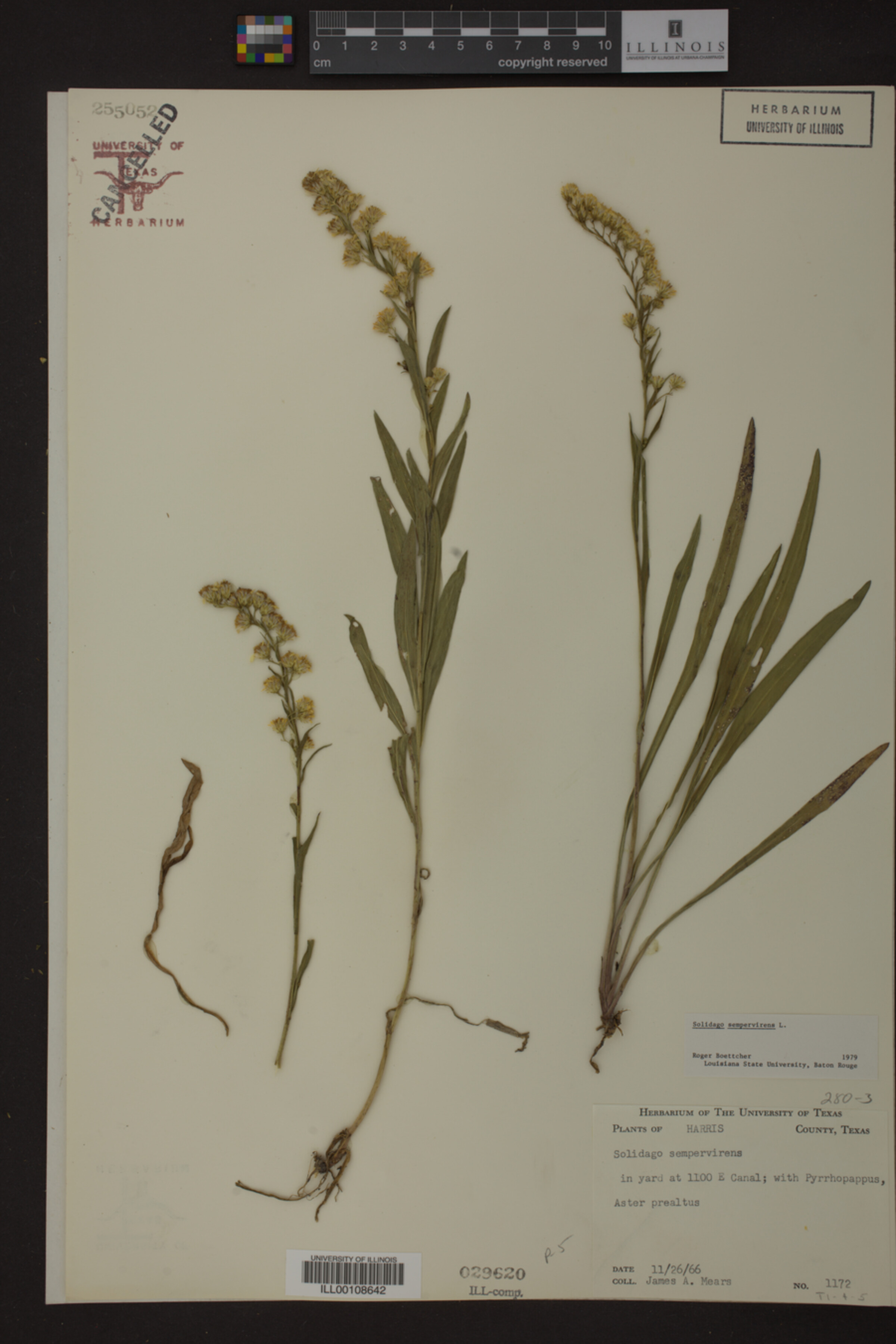 Solidago sempervirens image