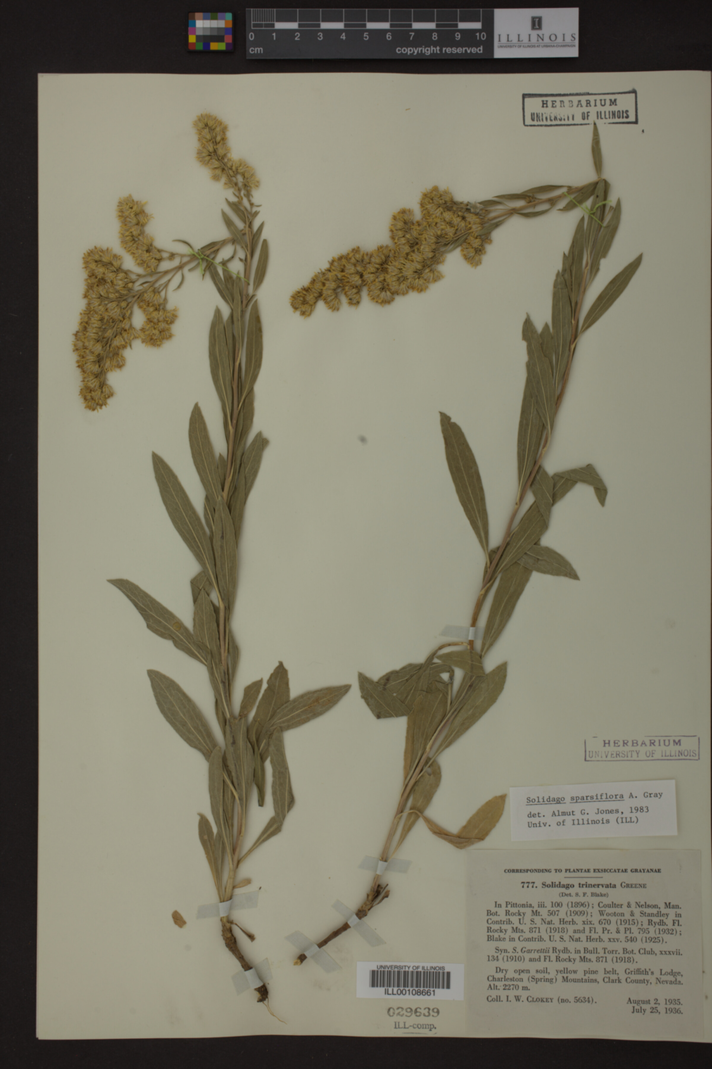 Solidago sparsiflora image