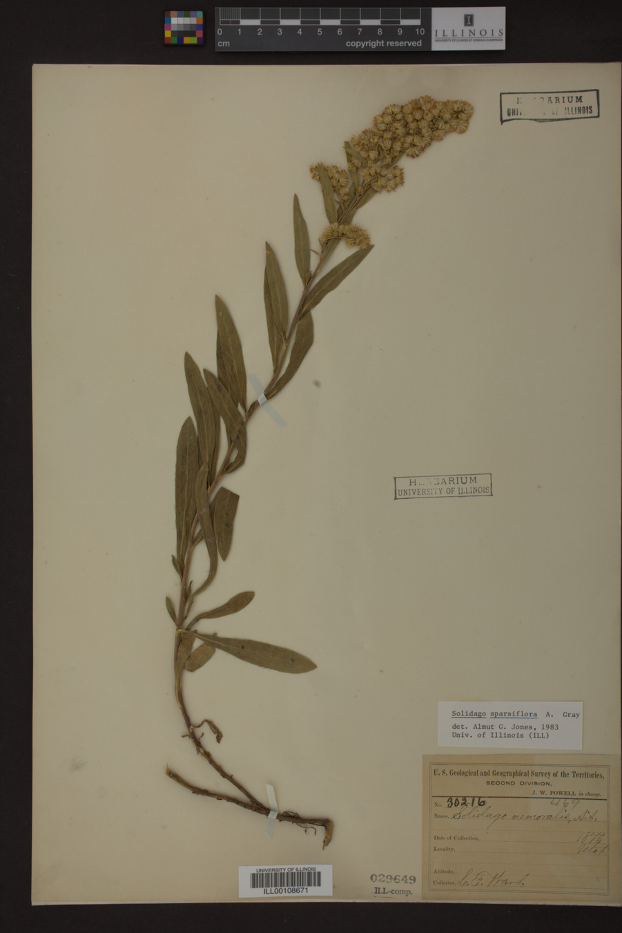 Solidago sparsiflora image