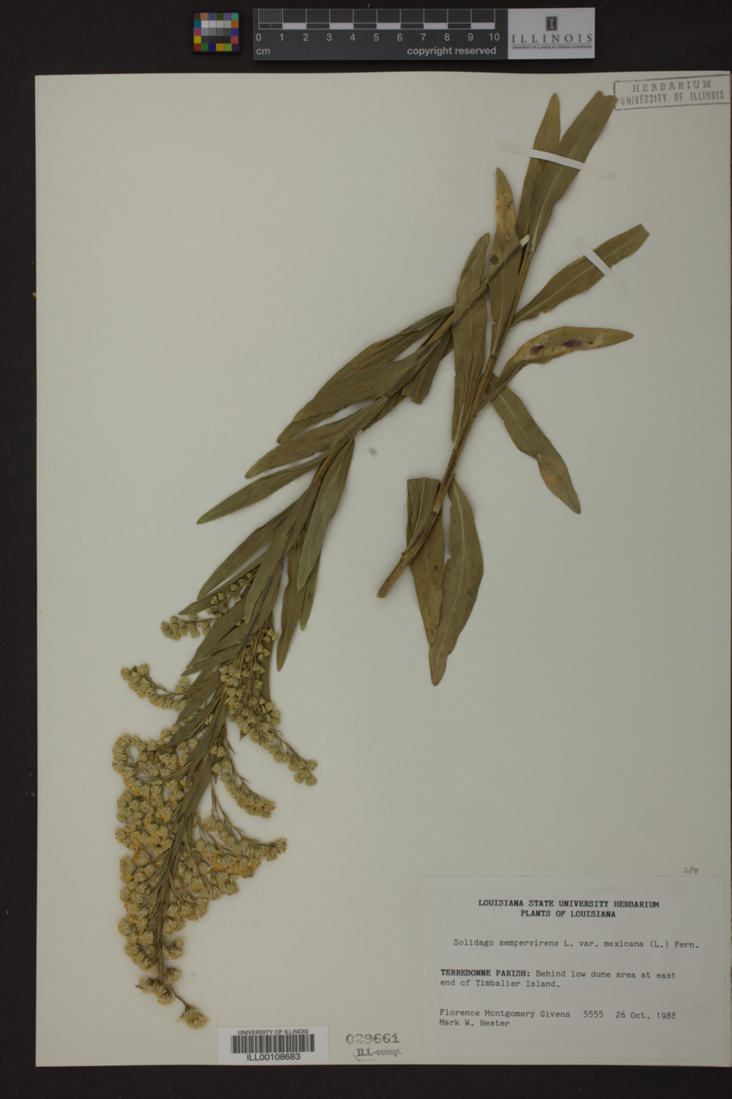Solidago sempervirens var. mexicana image