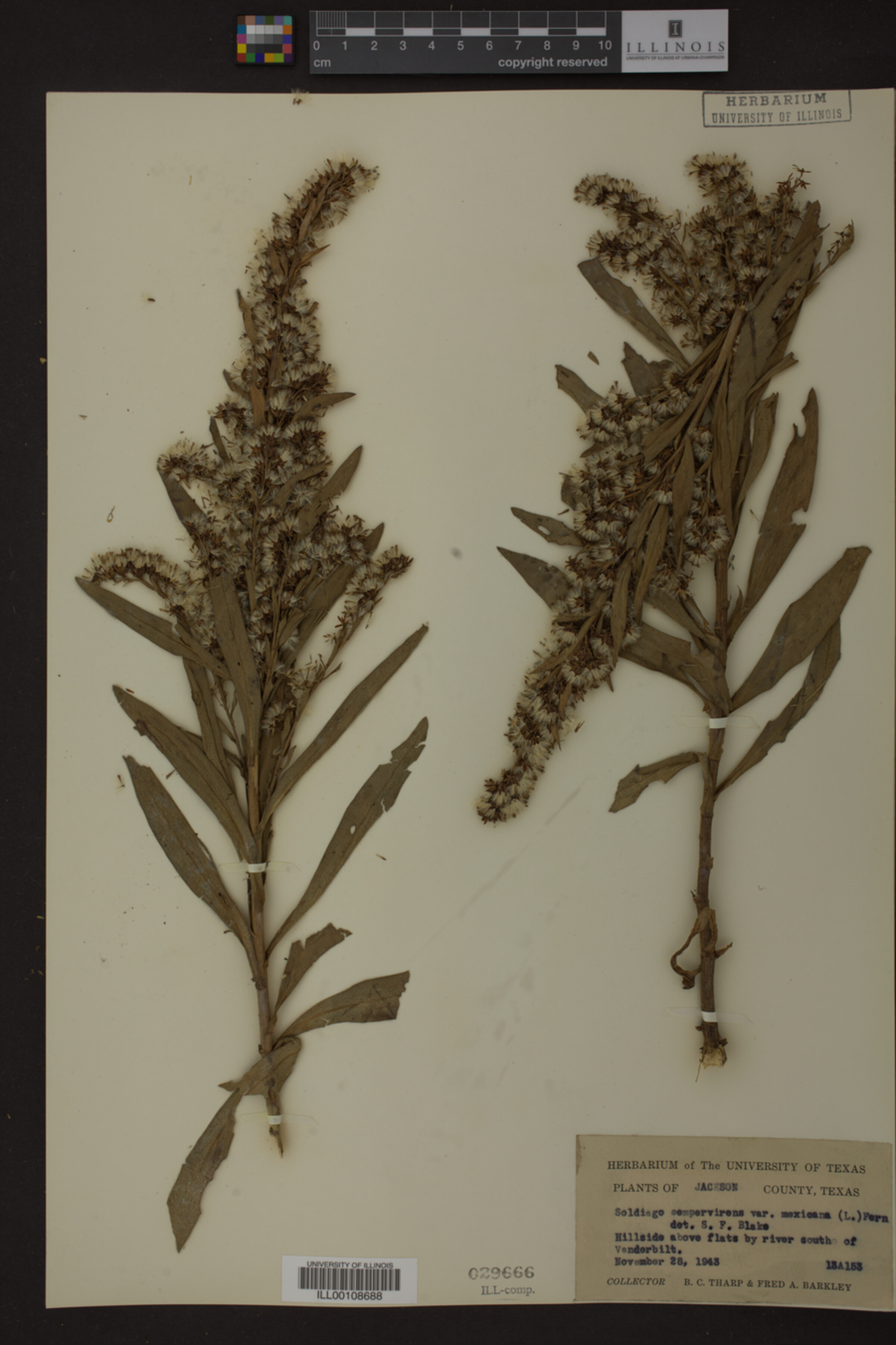 Solidago sempervirens var. mexicana image