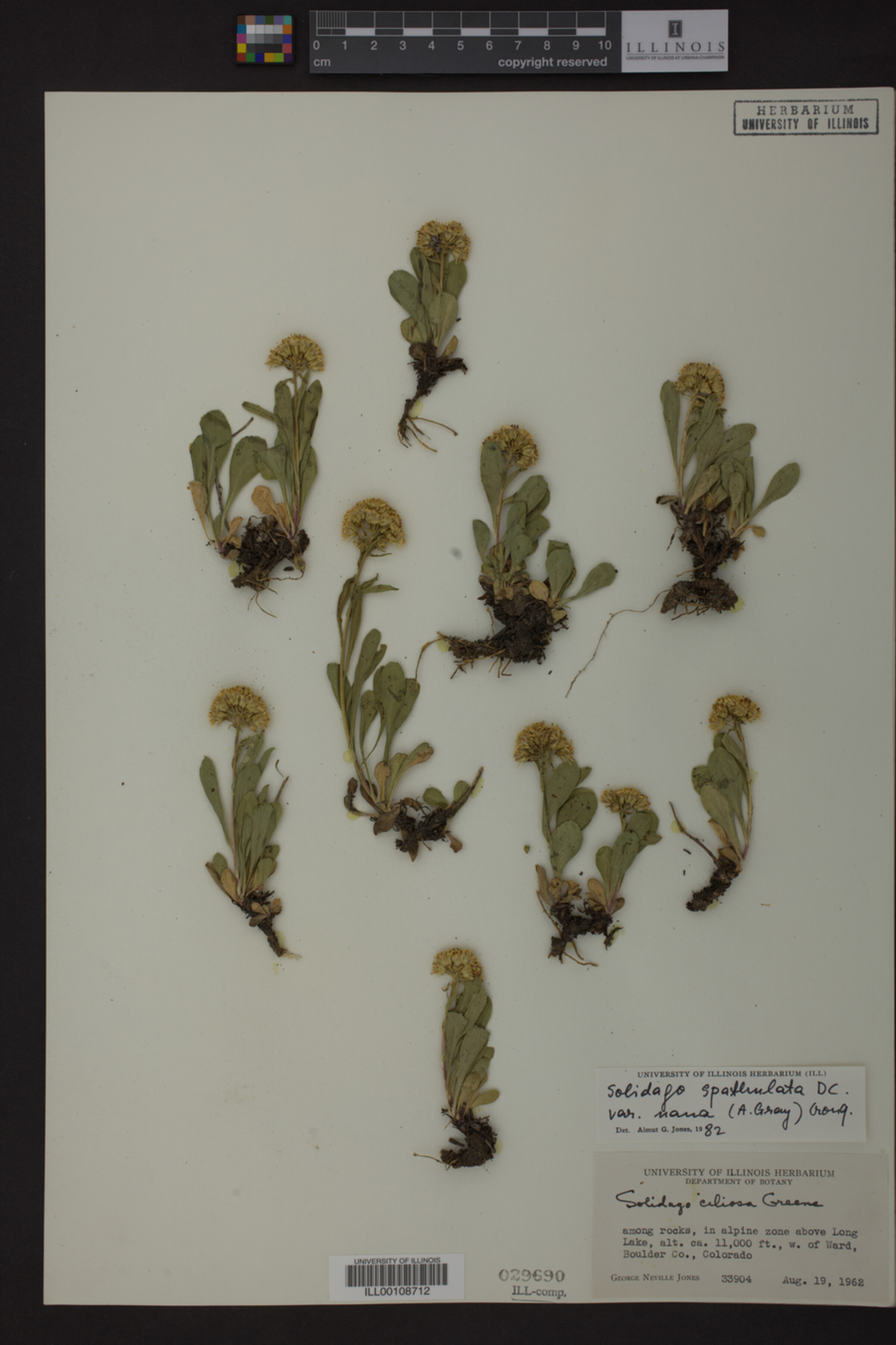 Solidago spathulata var. nana image