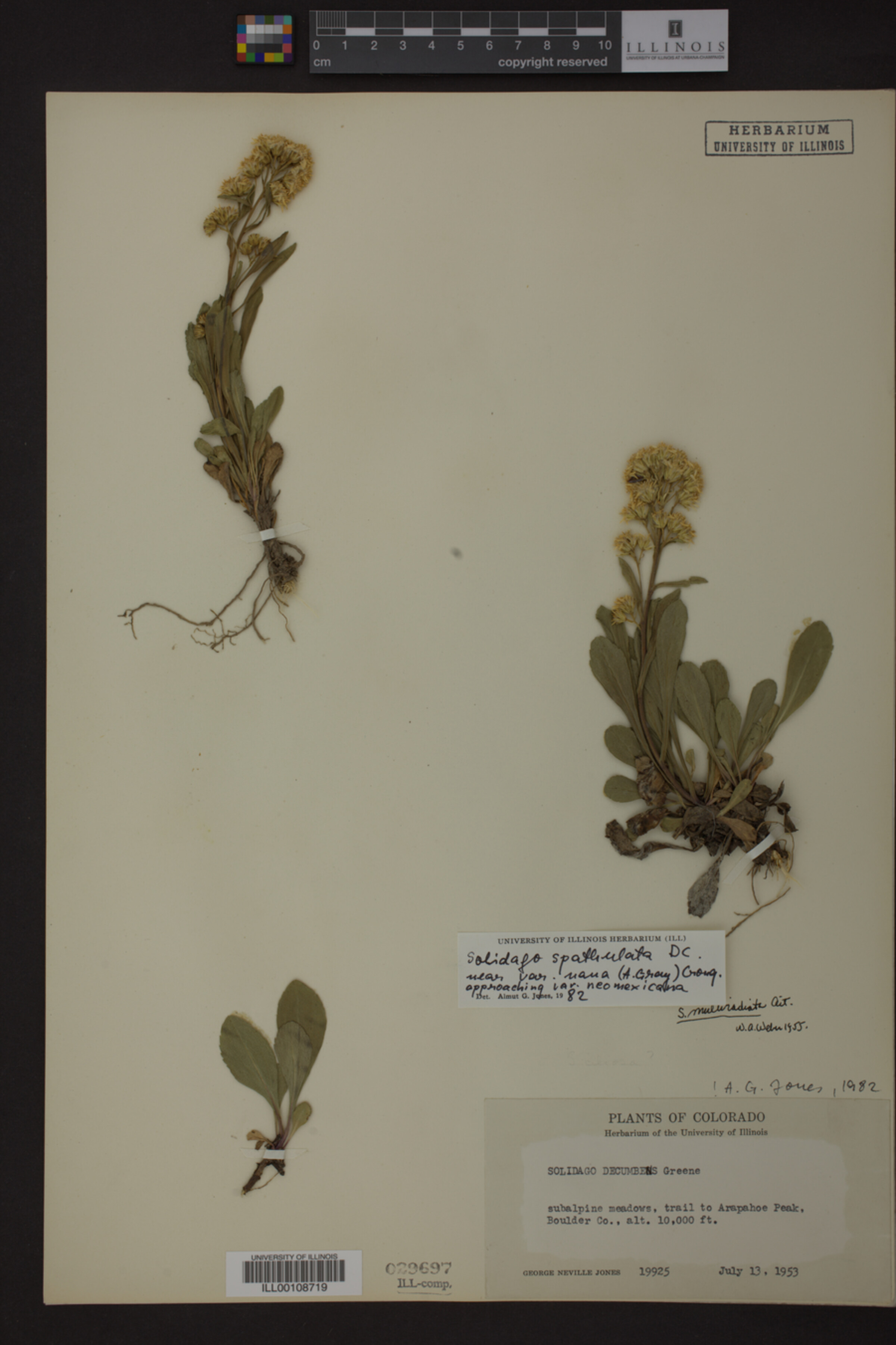Solidago spathulata image