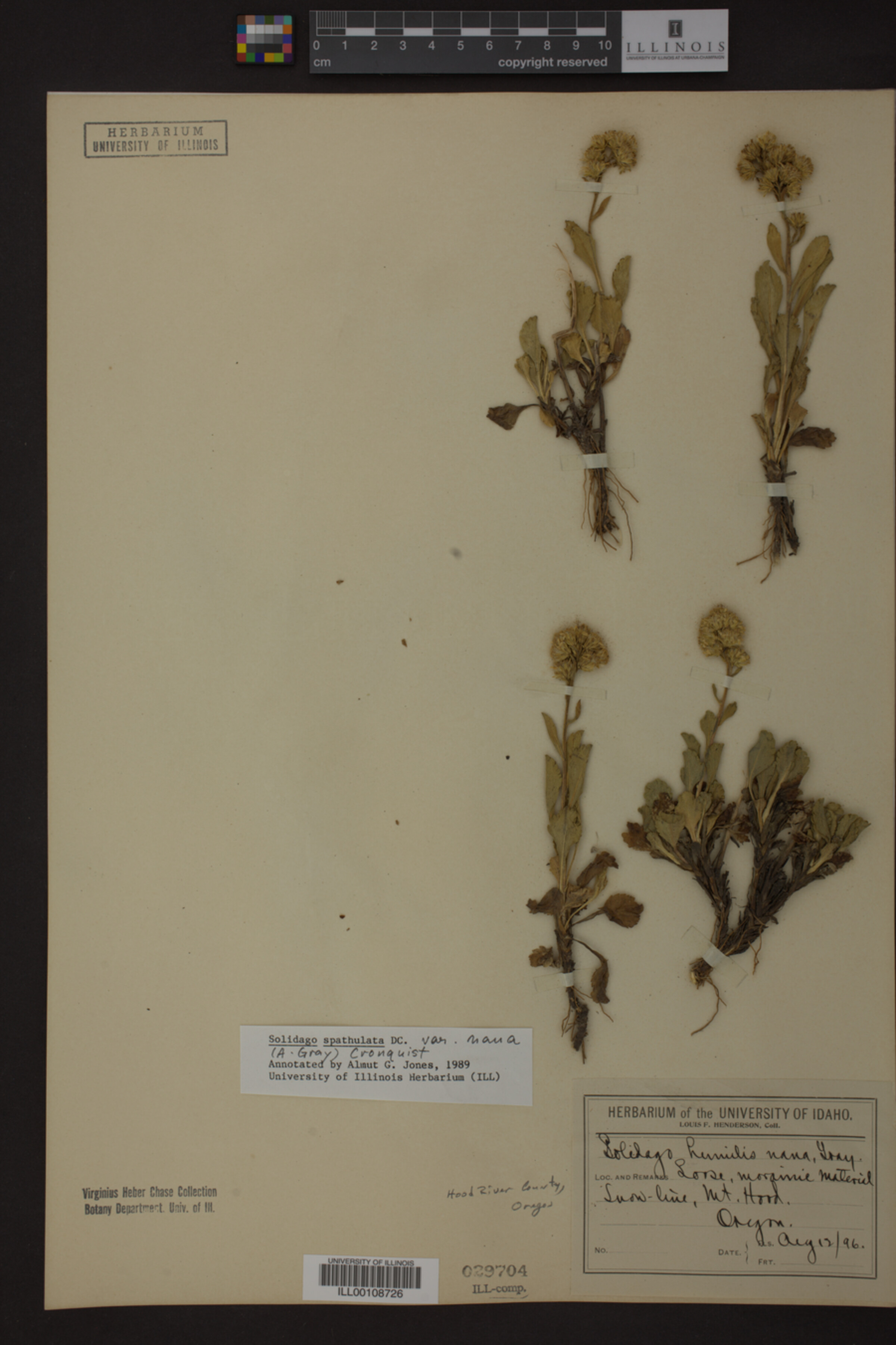 Solidago spathulata image