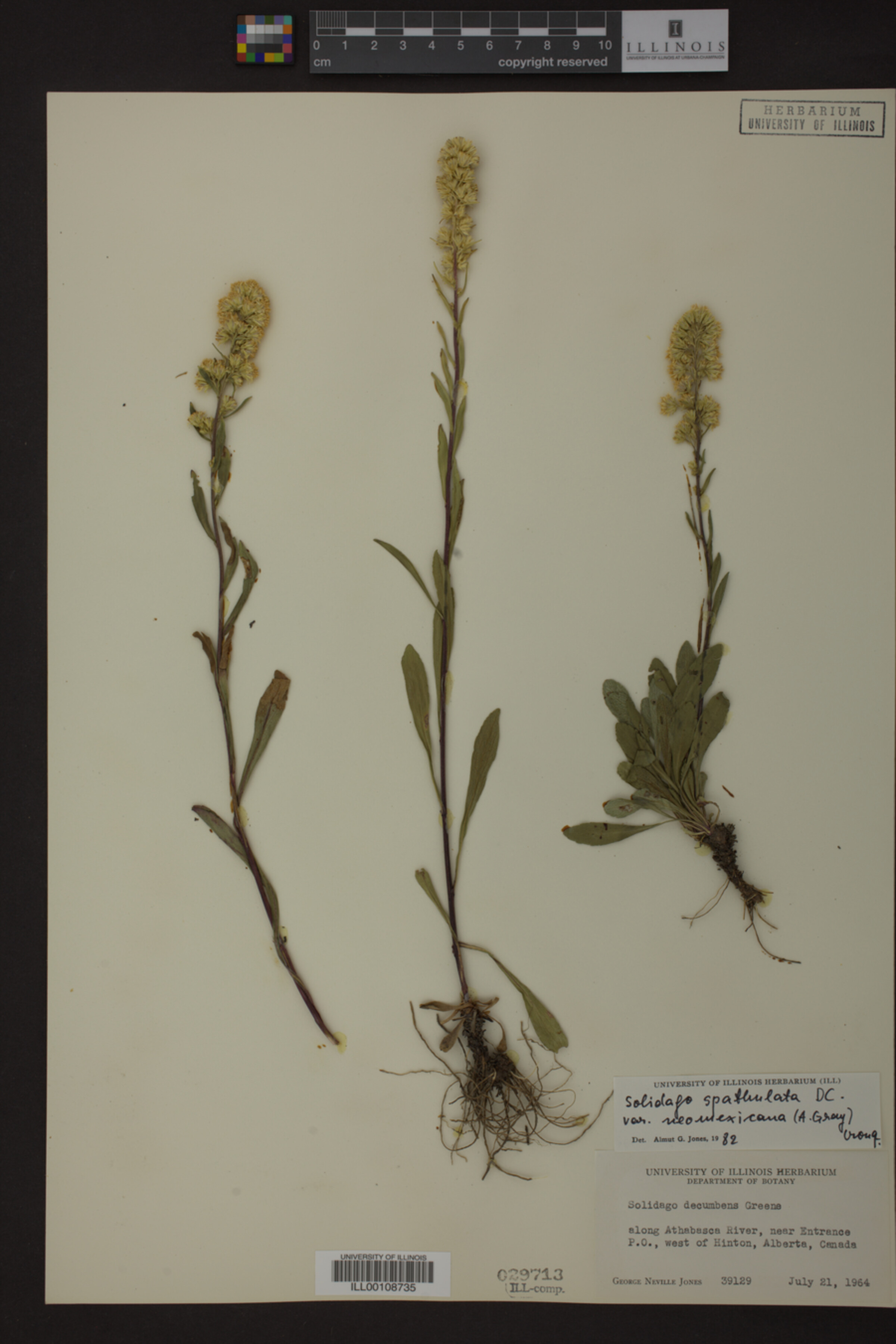 Solidago spathulata var. neomexicana image
