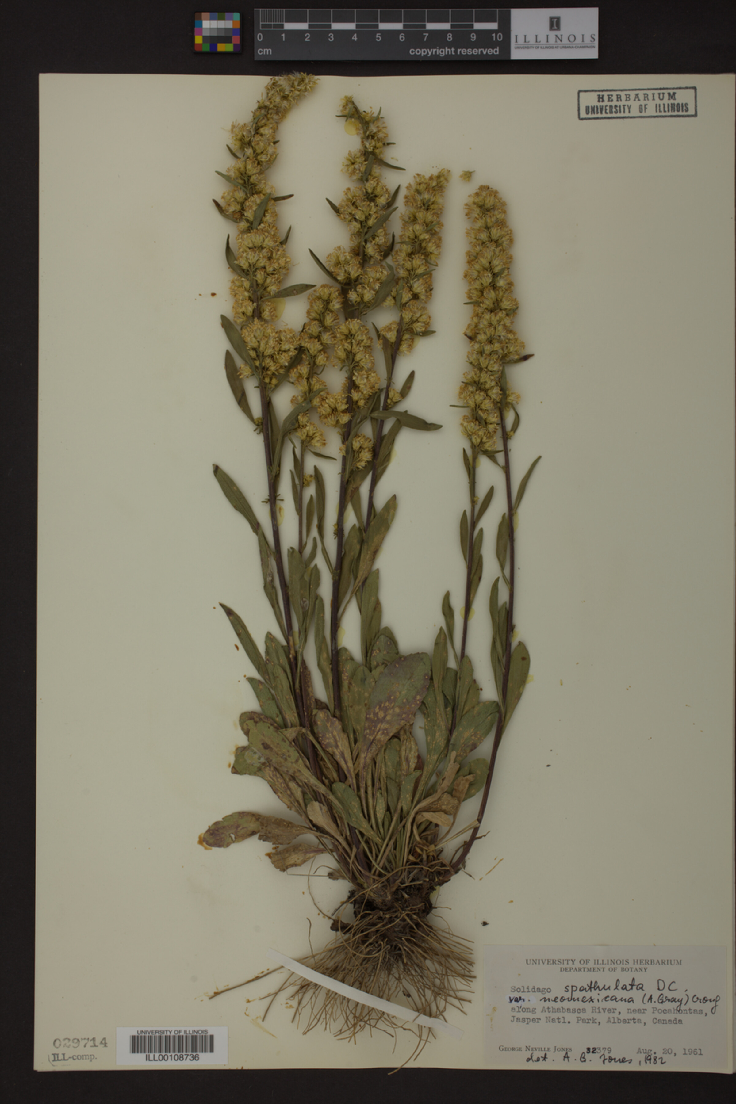 Solidago spathulata var. neomexicana image