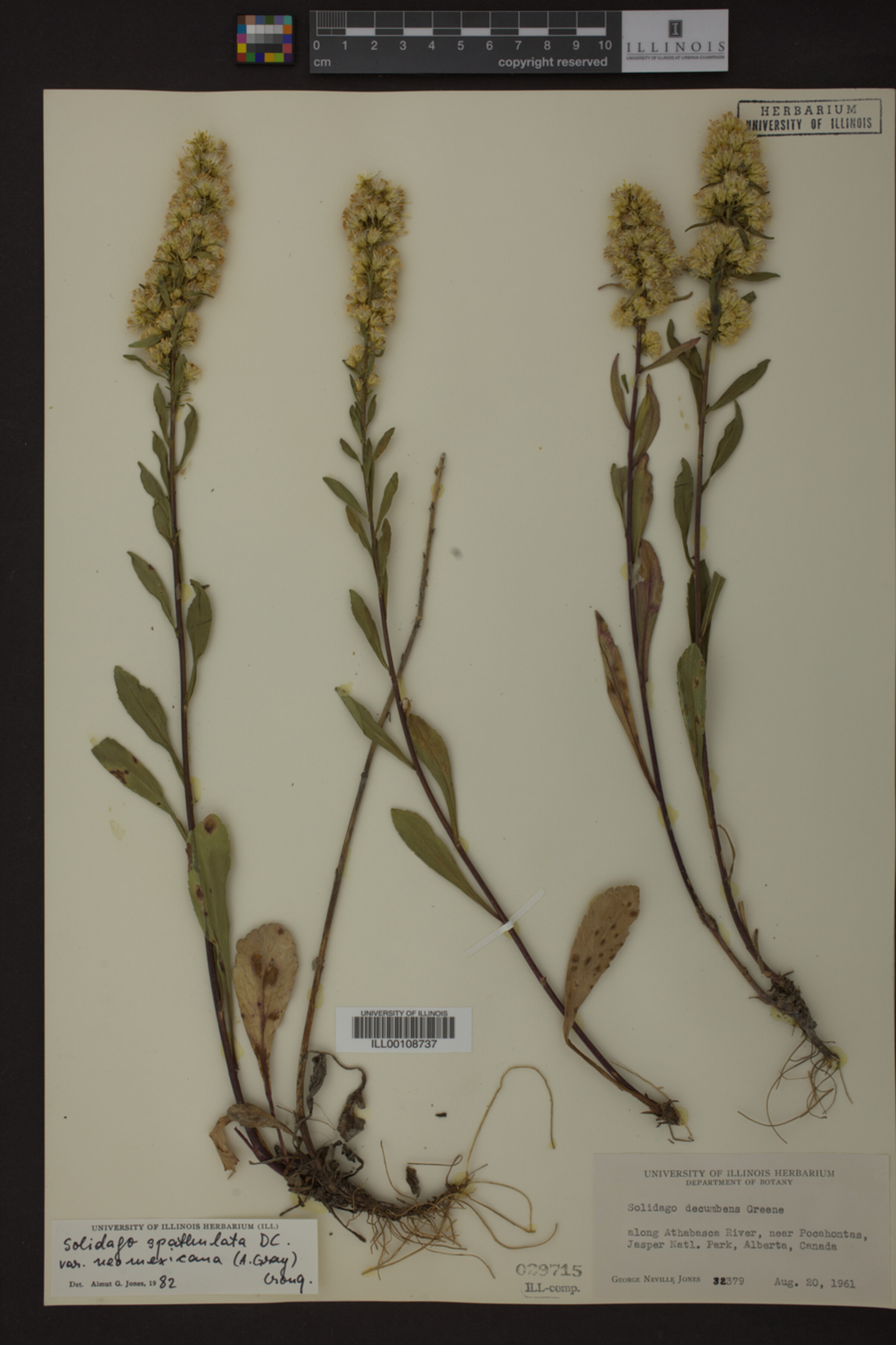 Solidago spathulata var. neomexicana image