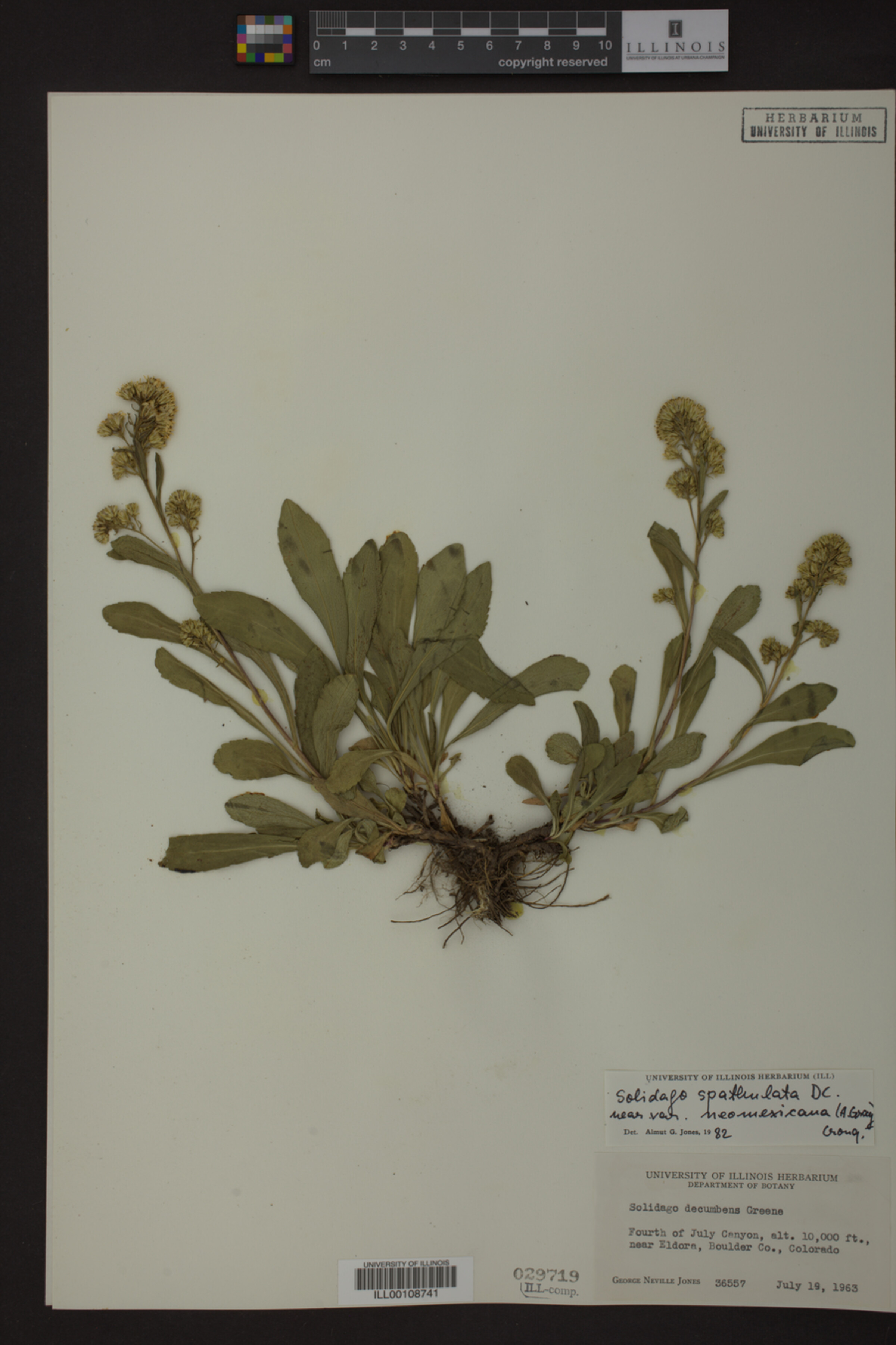 Solidago spathulata var. neomexicana image