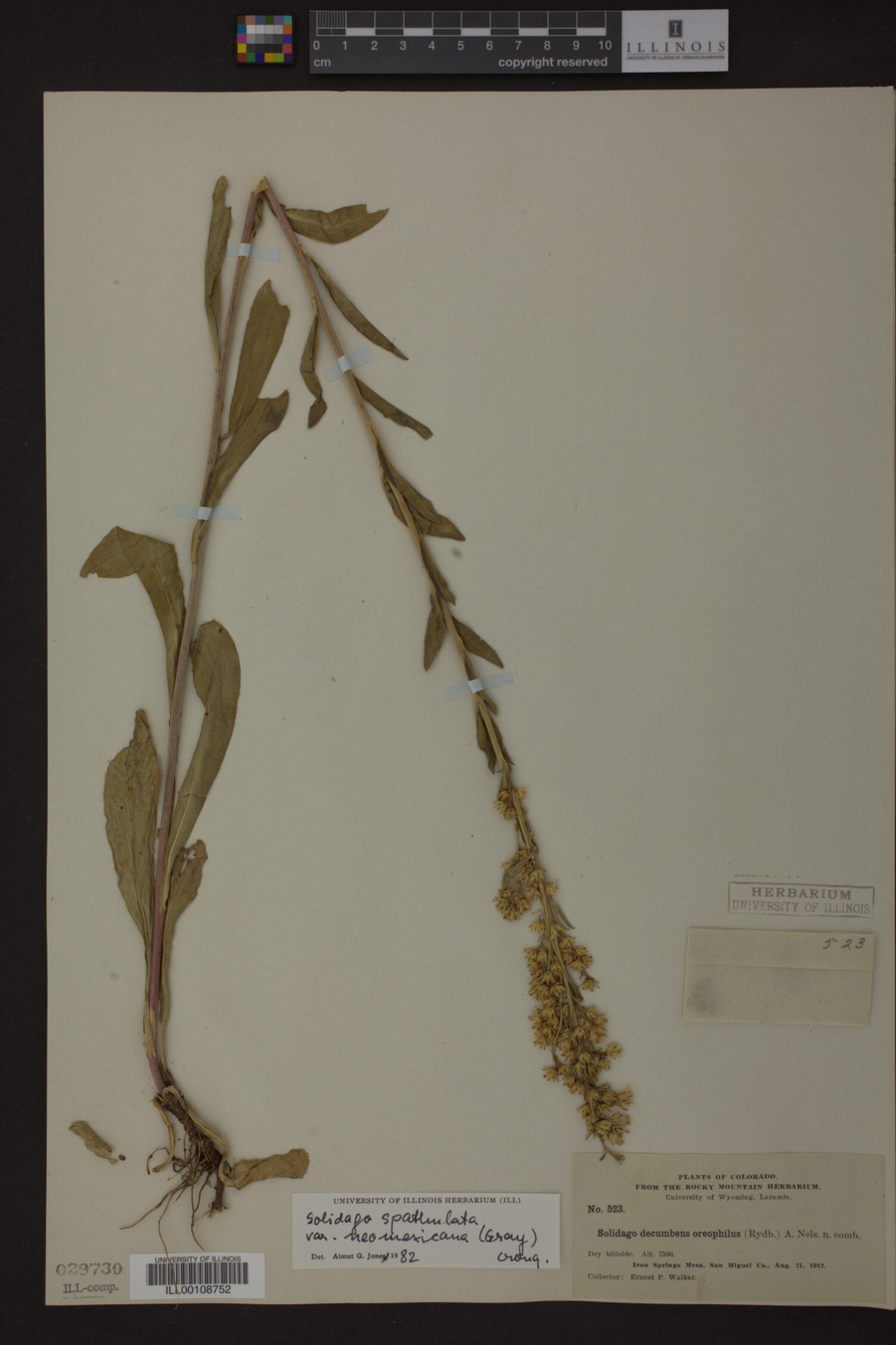 Solidago spathulata image