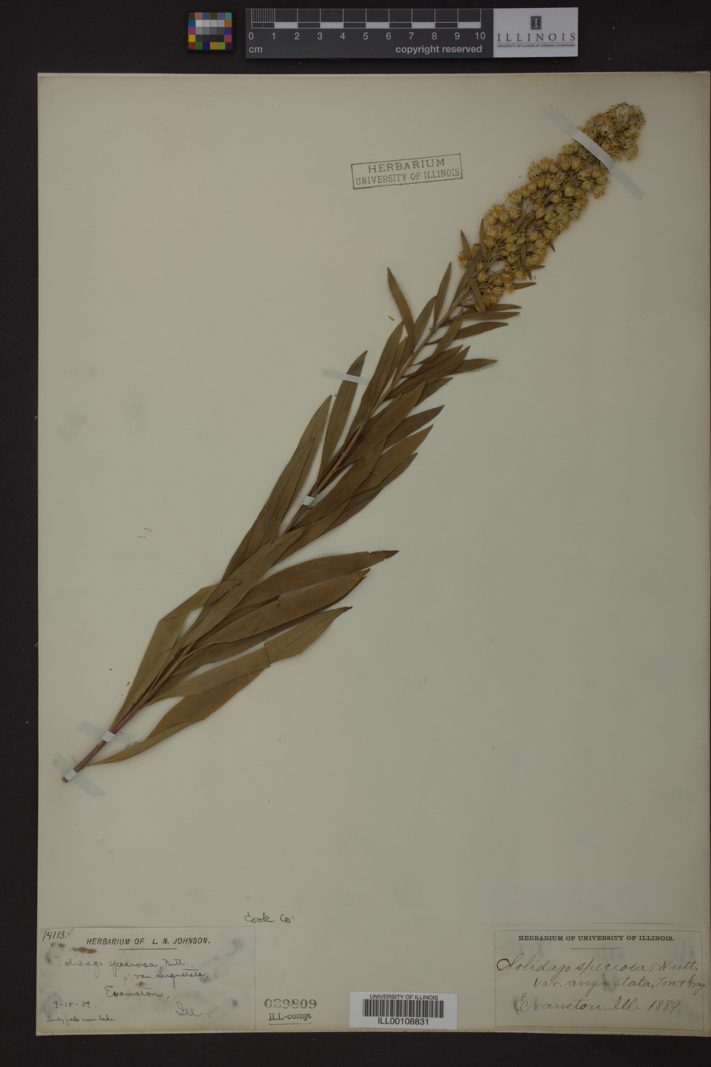 Solidago speciosa var. angustata image