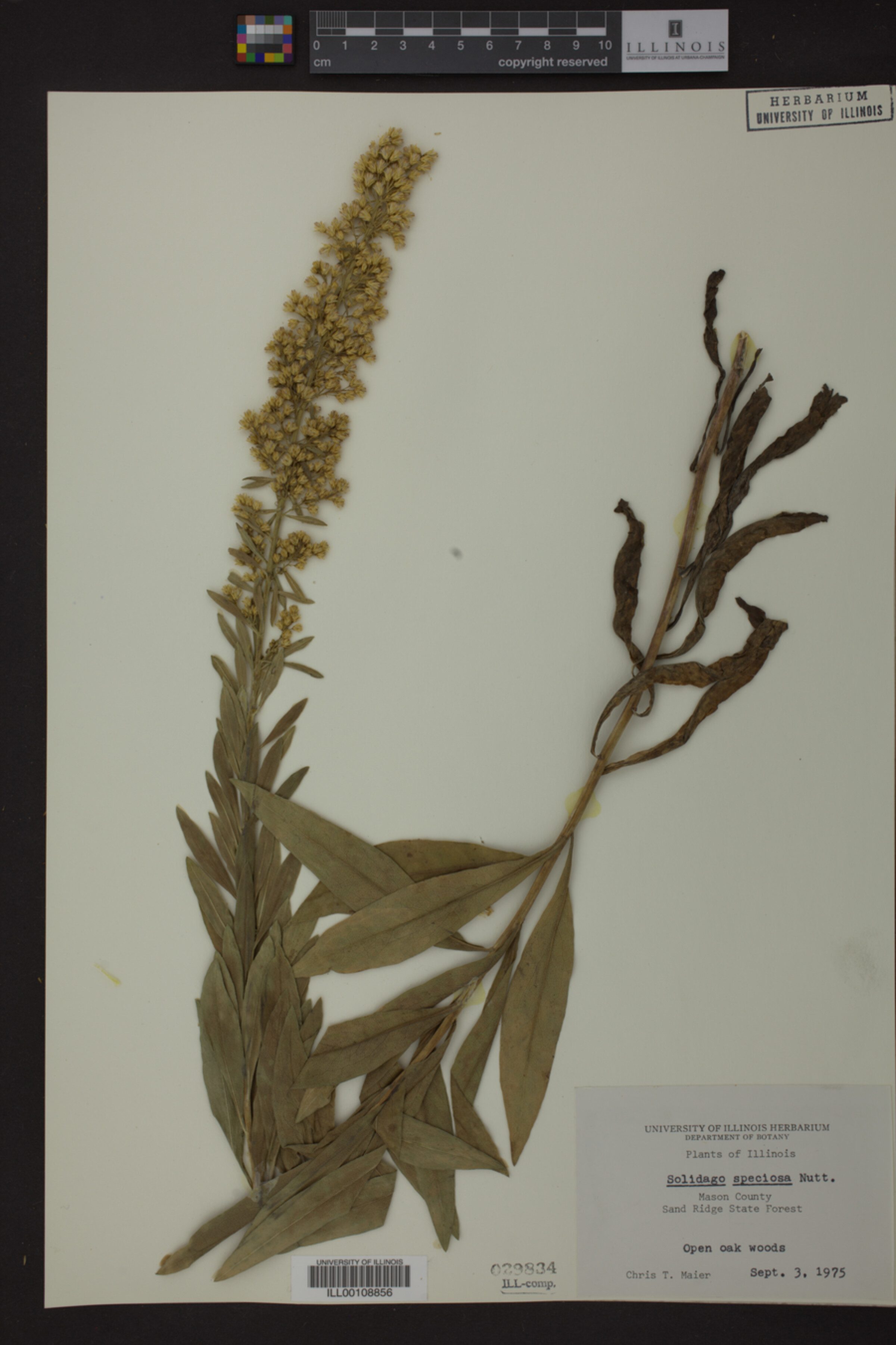 Solidago speciosa image