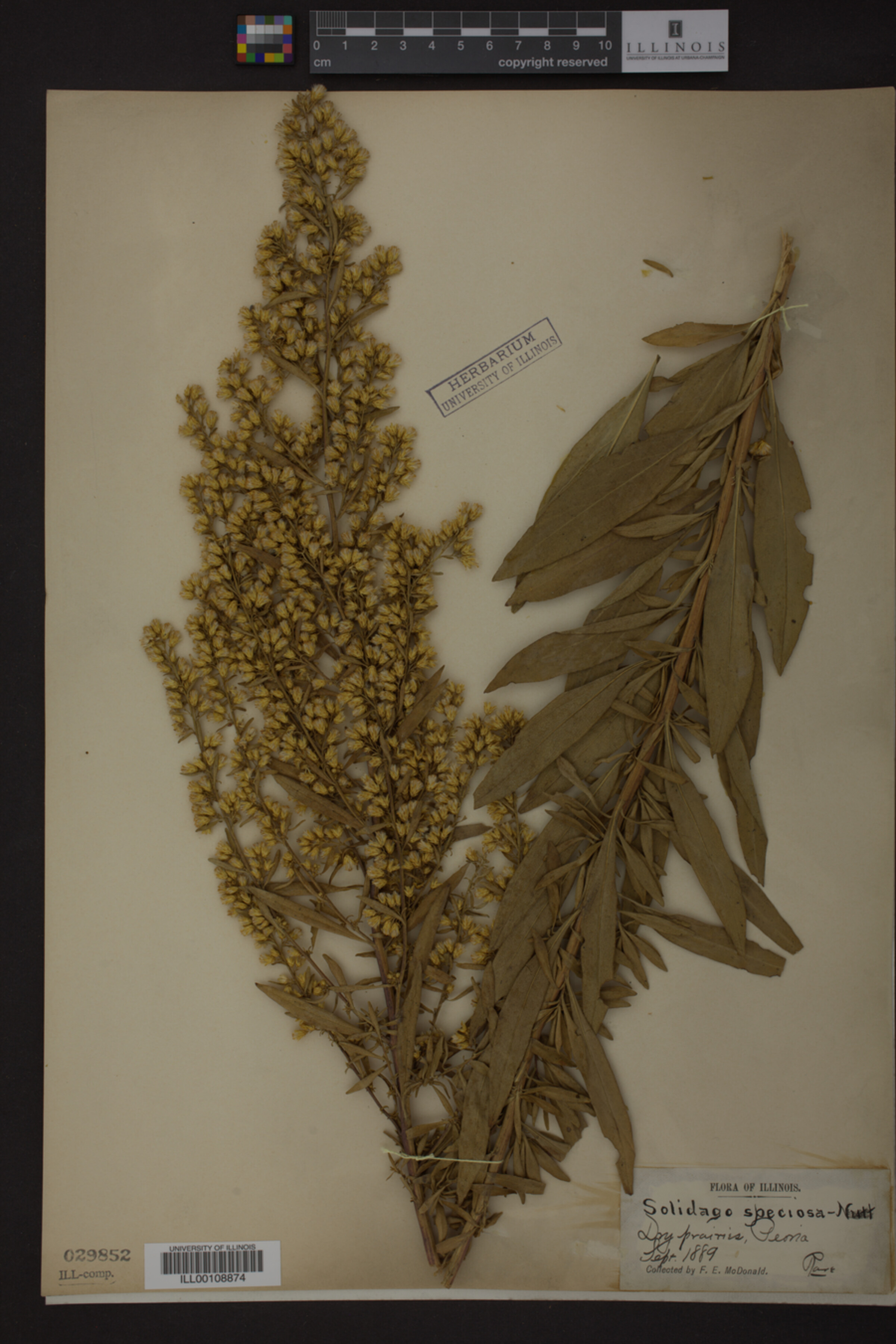 Solidago speciosa image