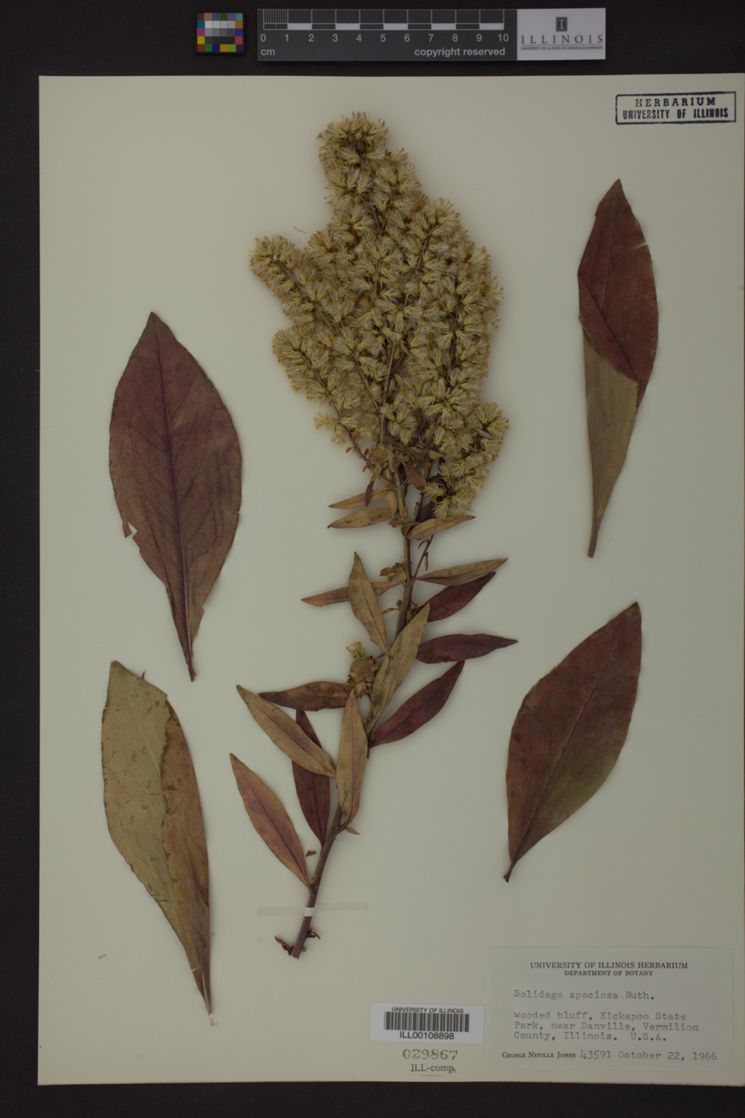 Solidago speciosa image