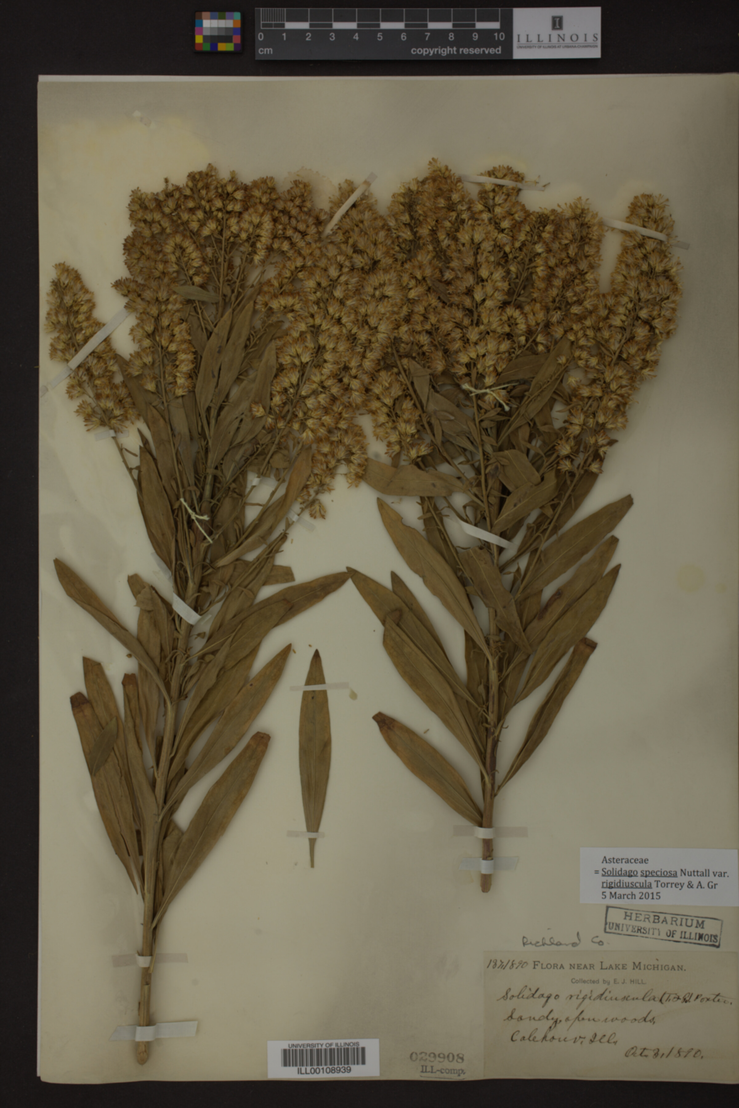 Solidago speciosa image
