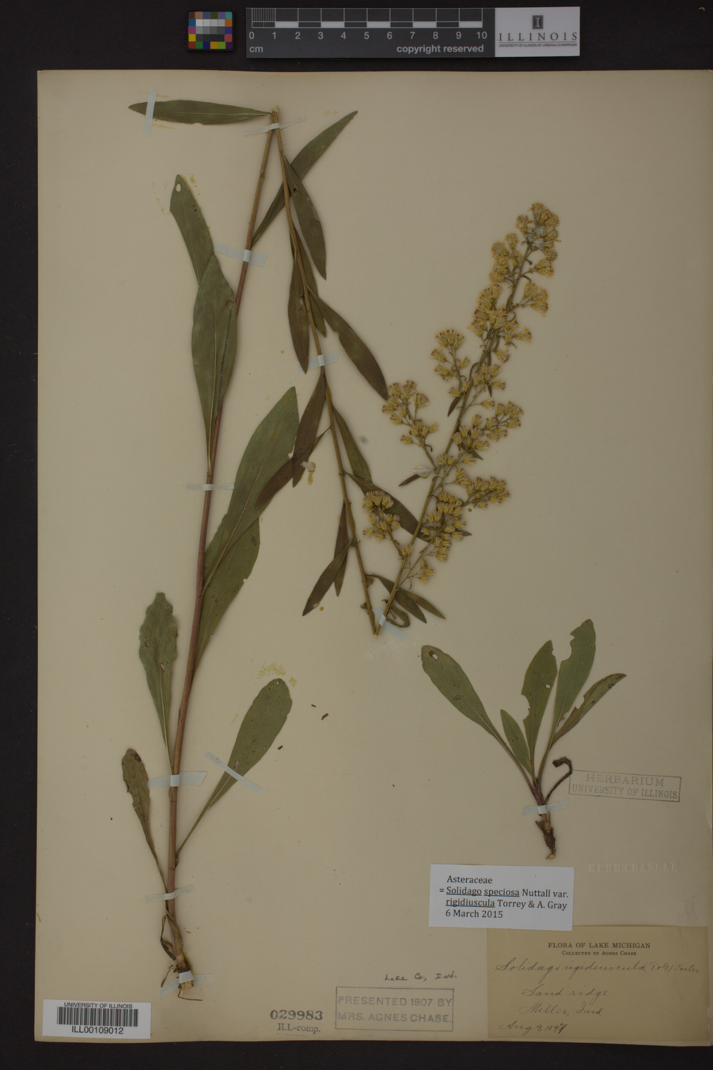 Solidago speciosa var. rigidiuscula image