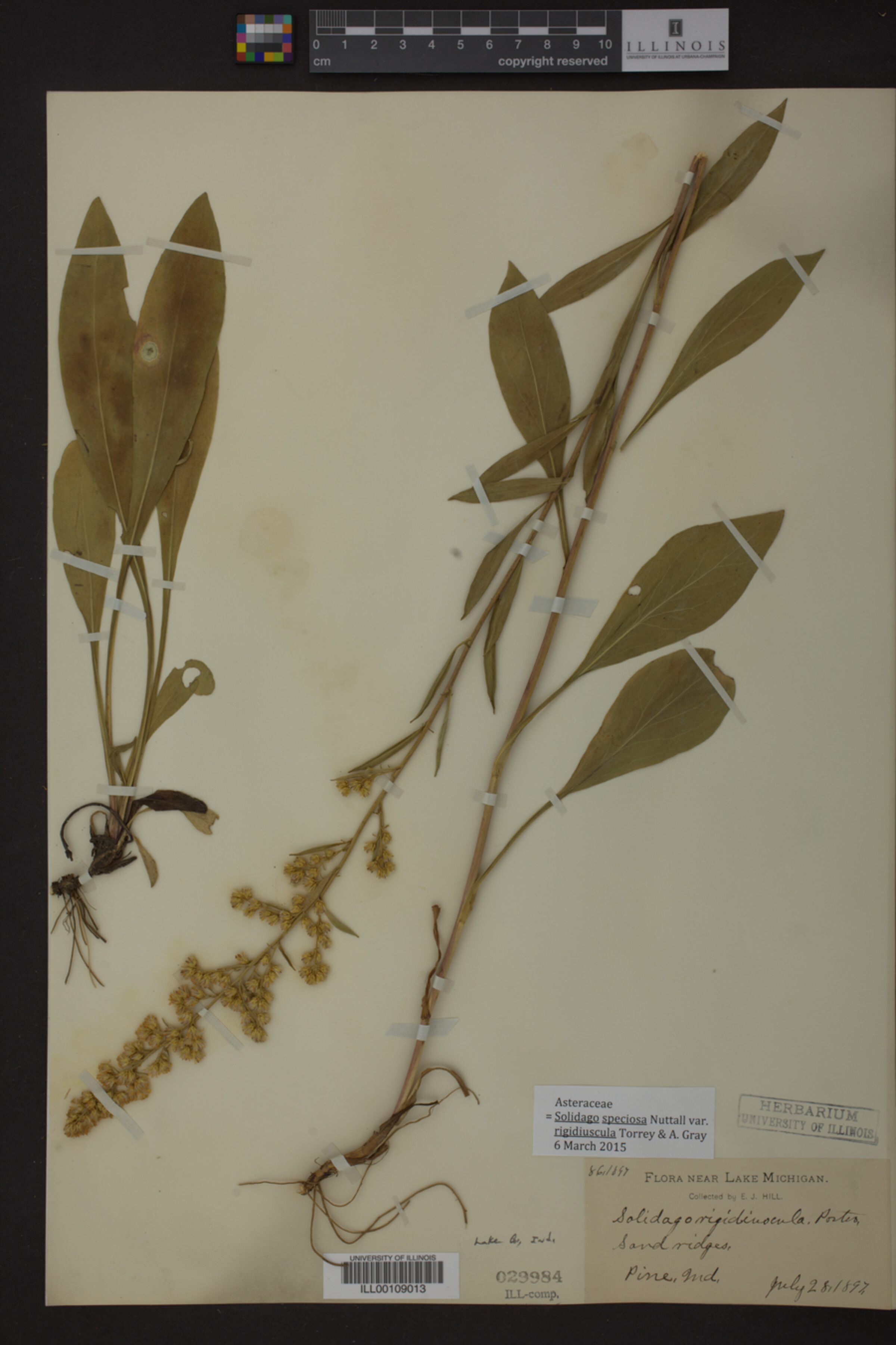 Solidago speciosa var. rigidiuscula image