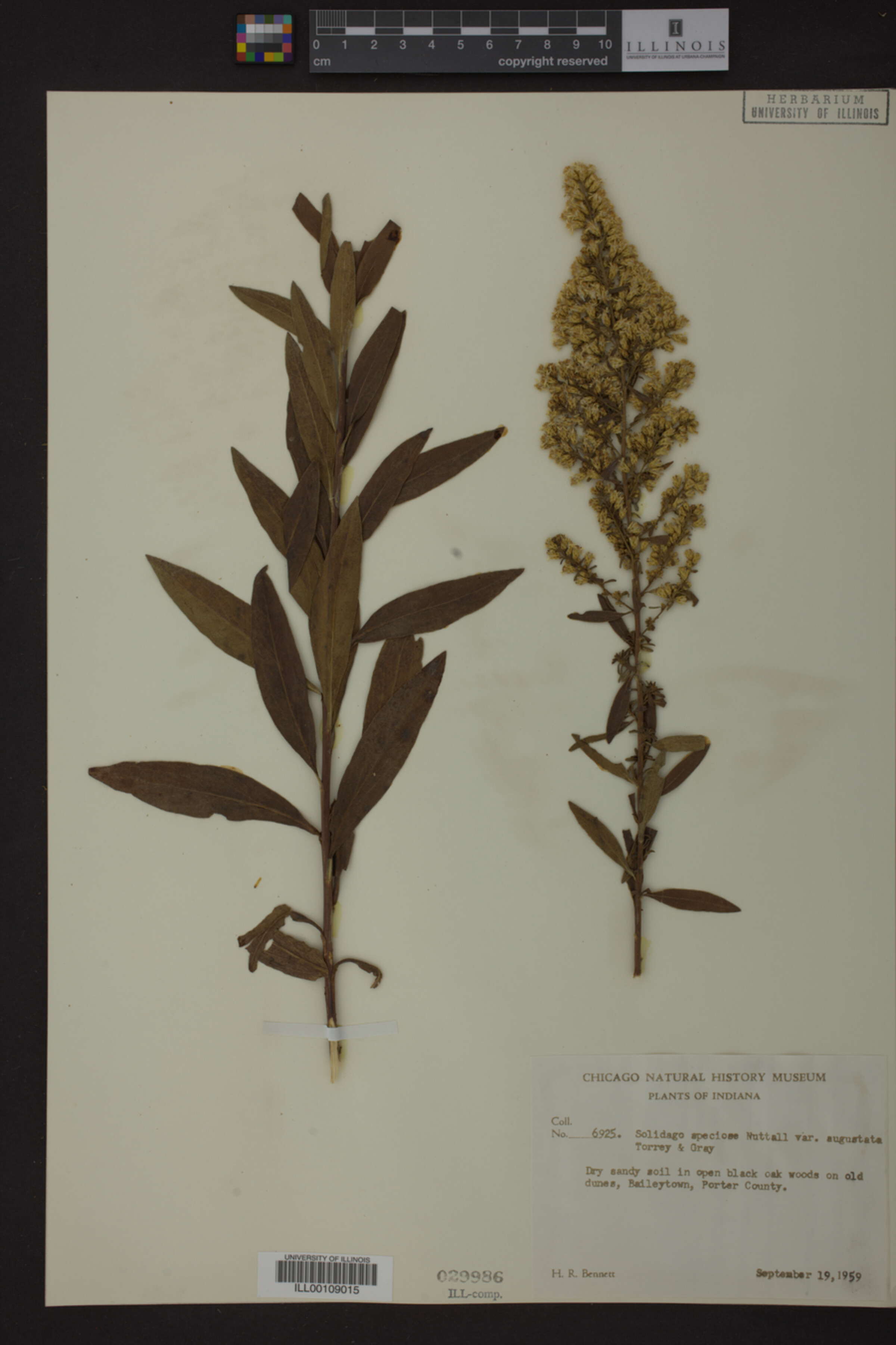 Solidago speciosa var. angustata image