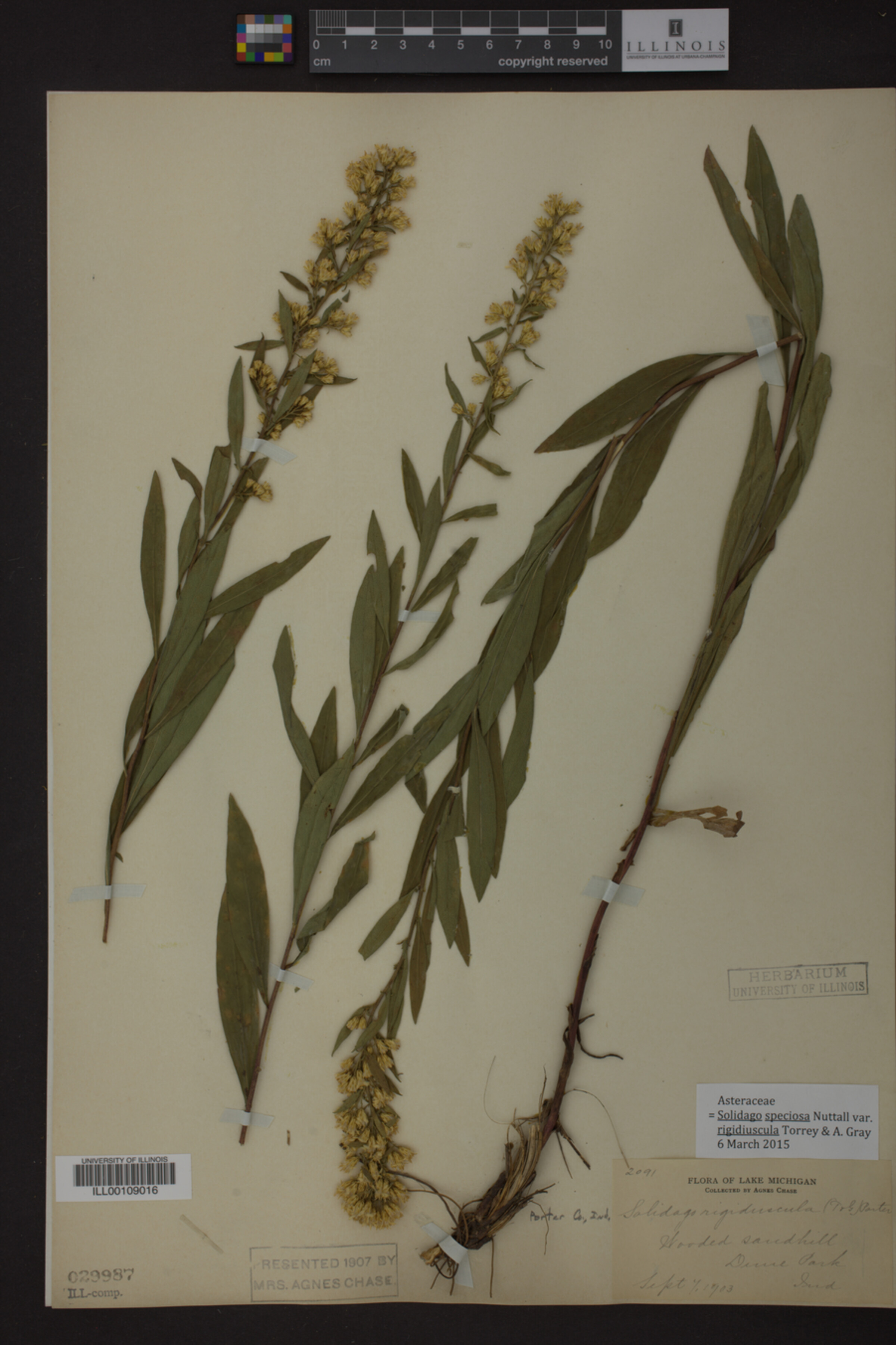 Solidago speciosa var. rigidiuscula image