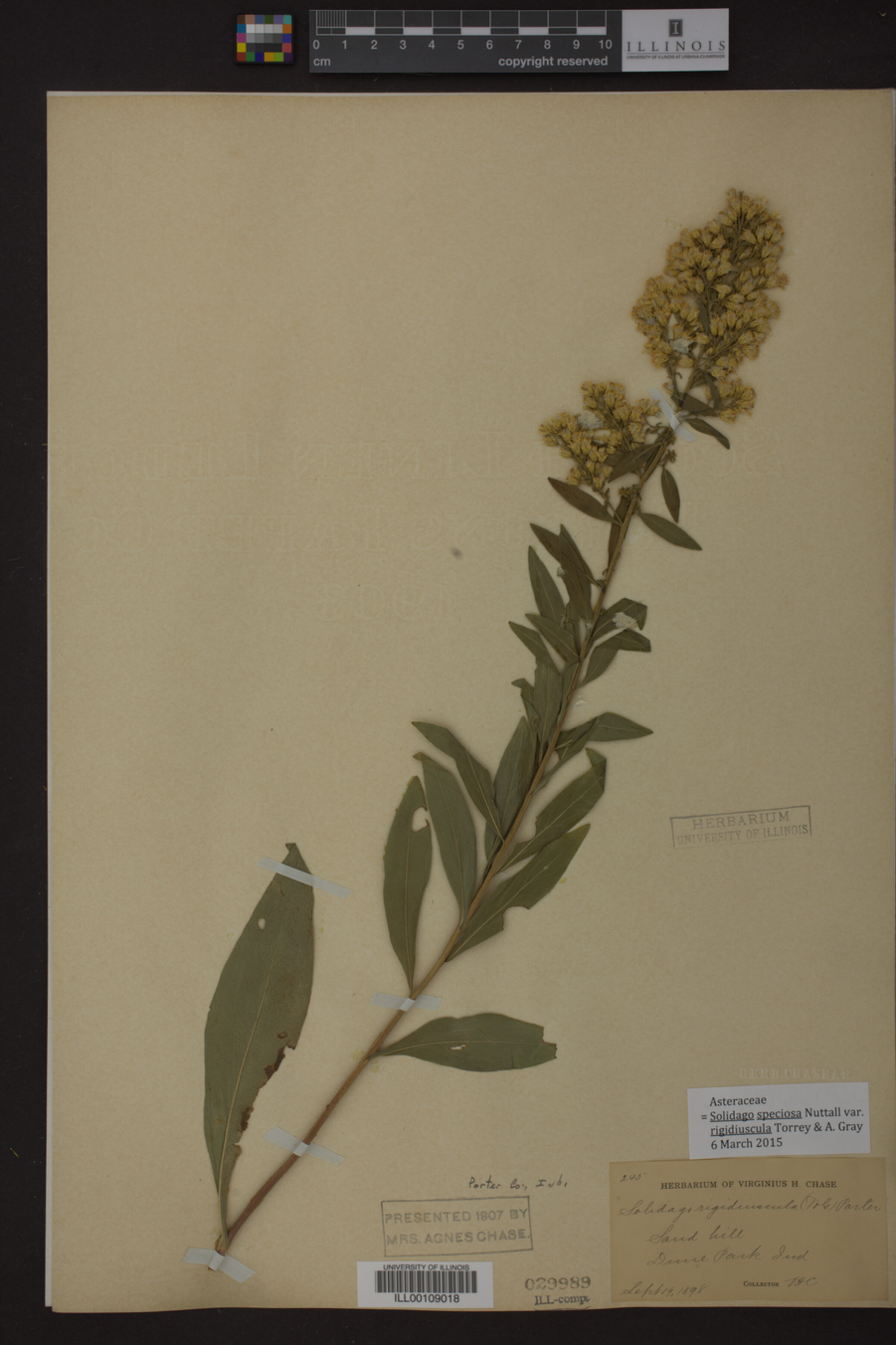 Solidago speciosa var. rigidiuscula image