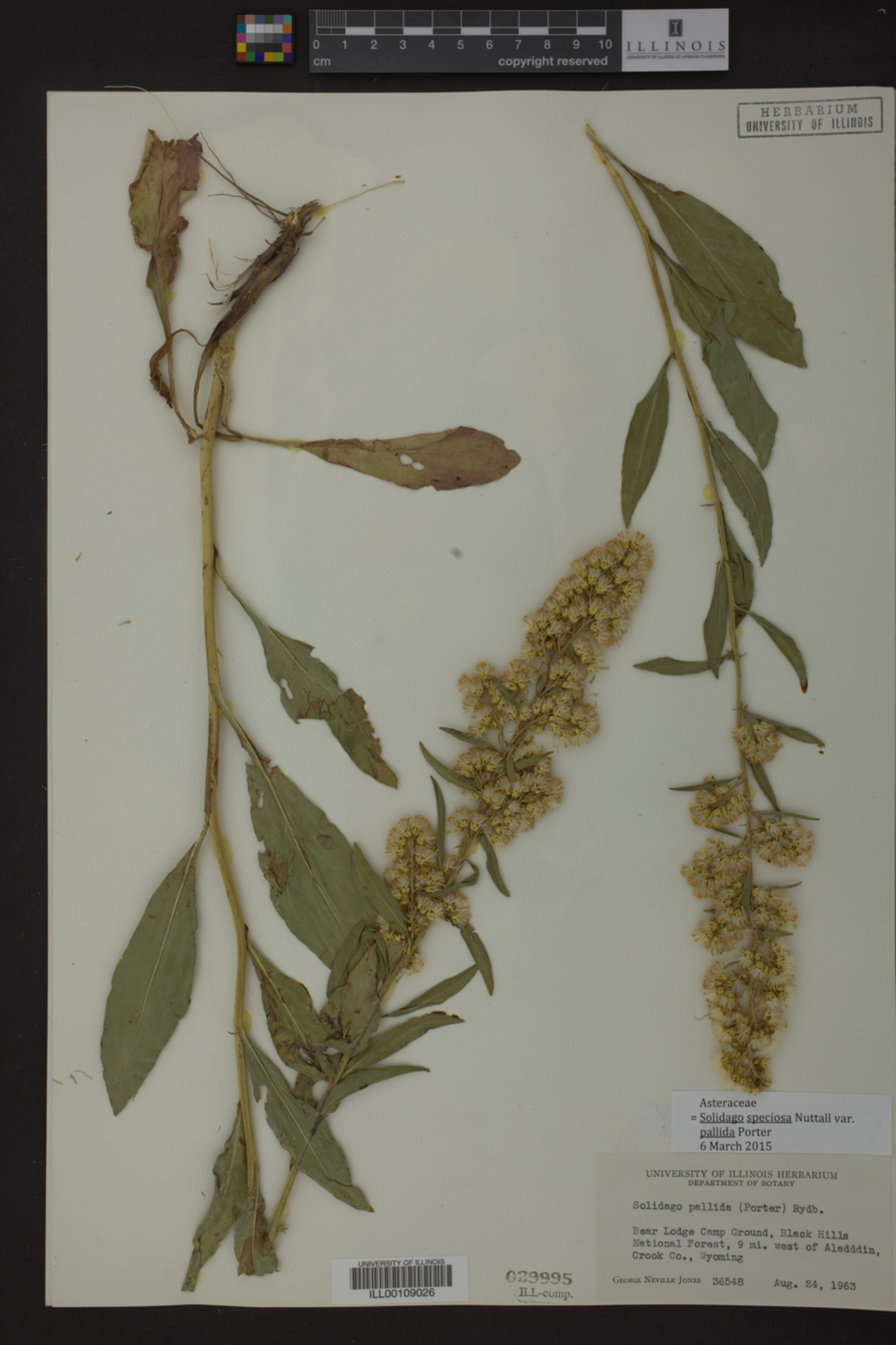 Solidago speciosa var. pallida image