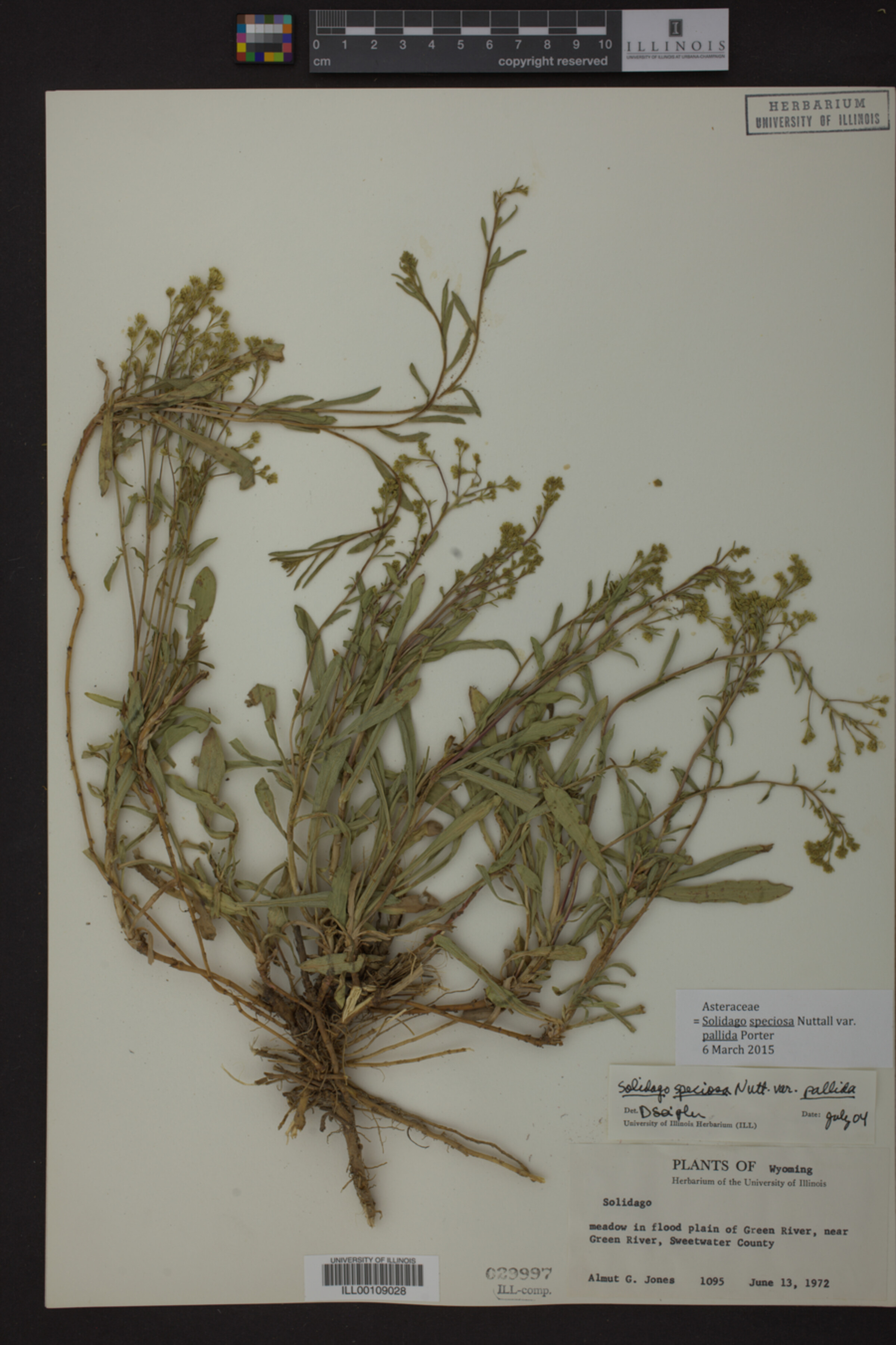 Solidago speciosa var. pallida image
