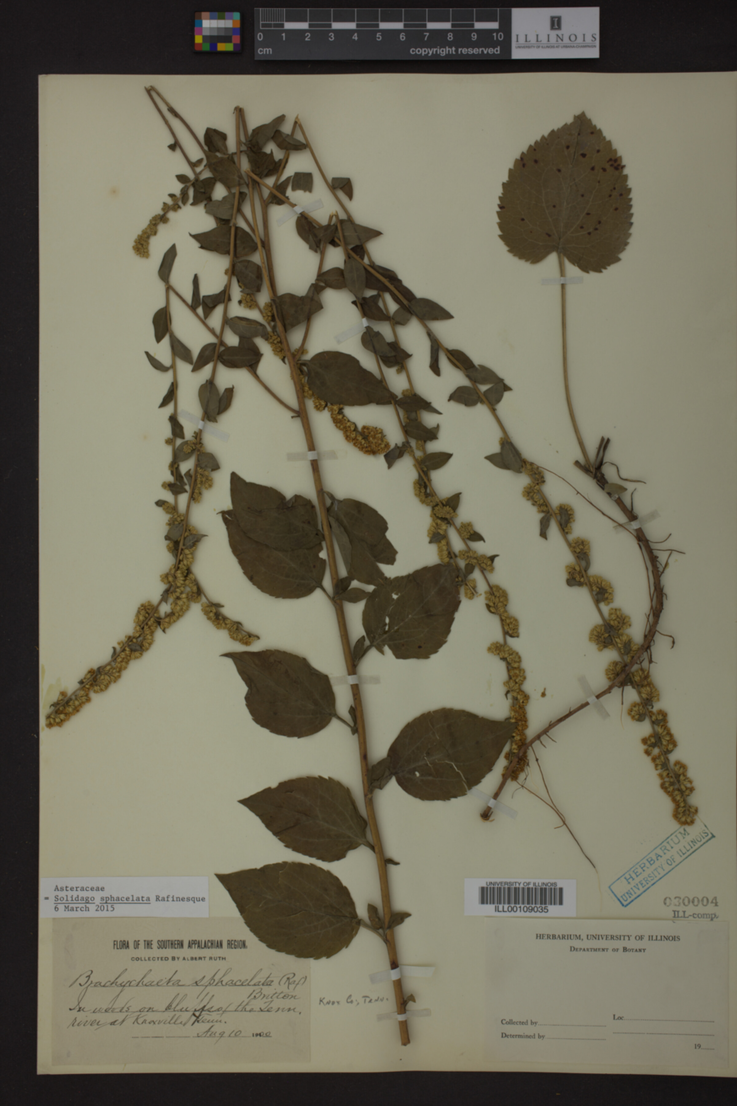 Solidago sphacelata image