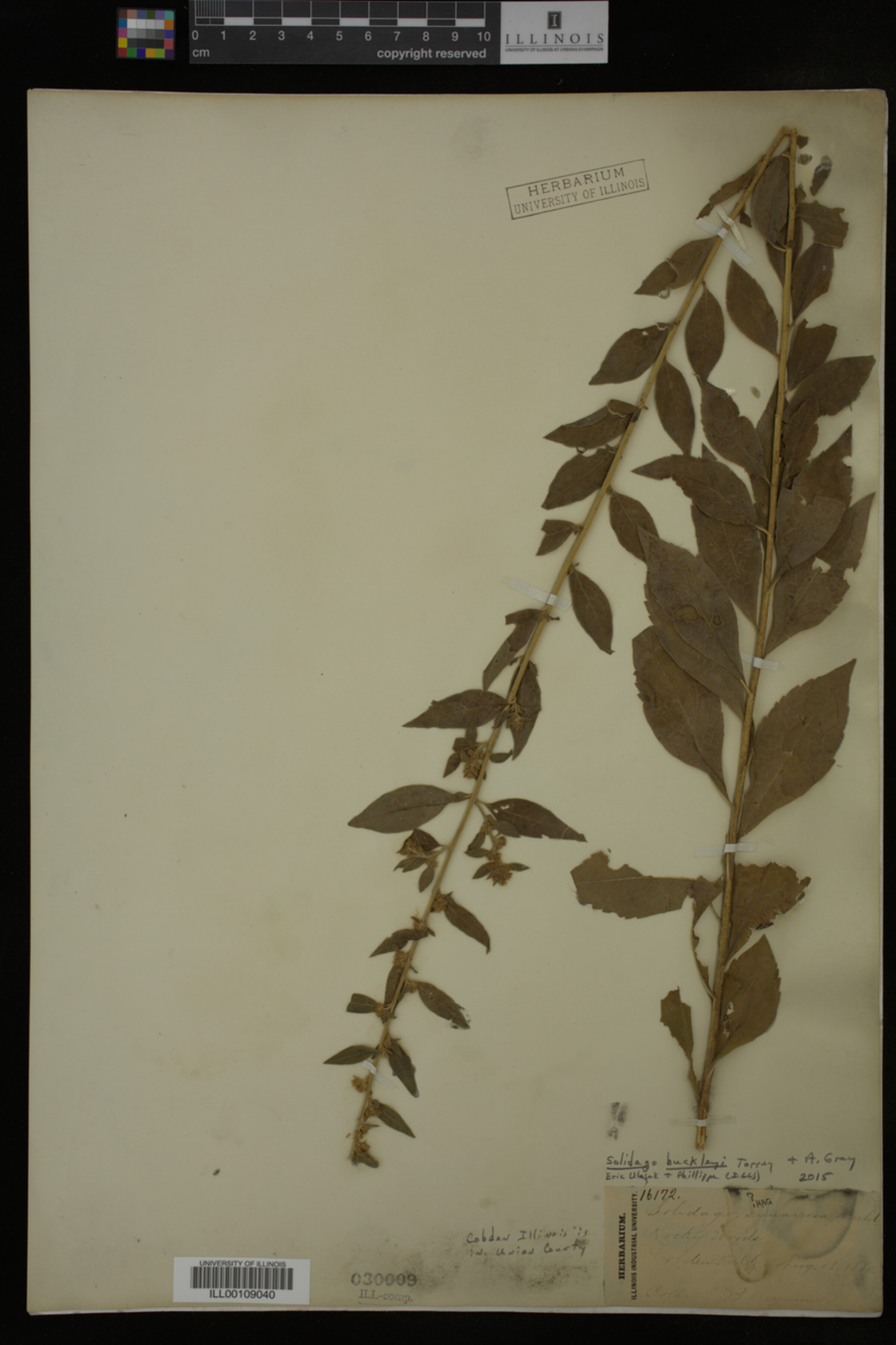 Solidago buckleyi image