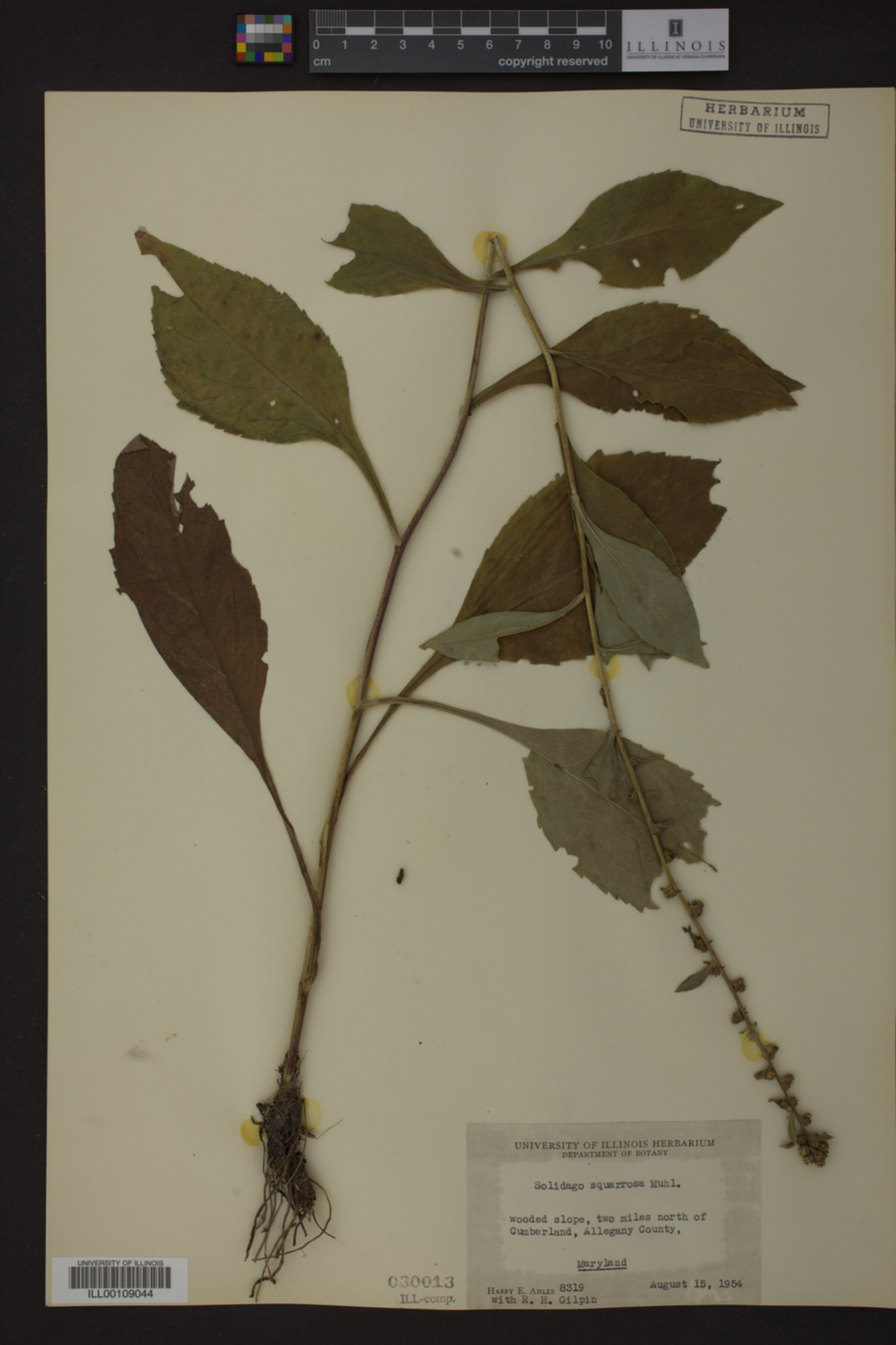 Solidago squarrosa image