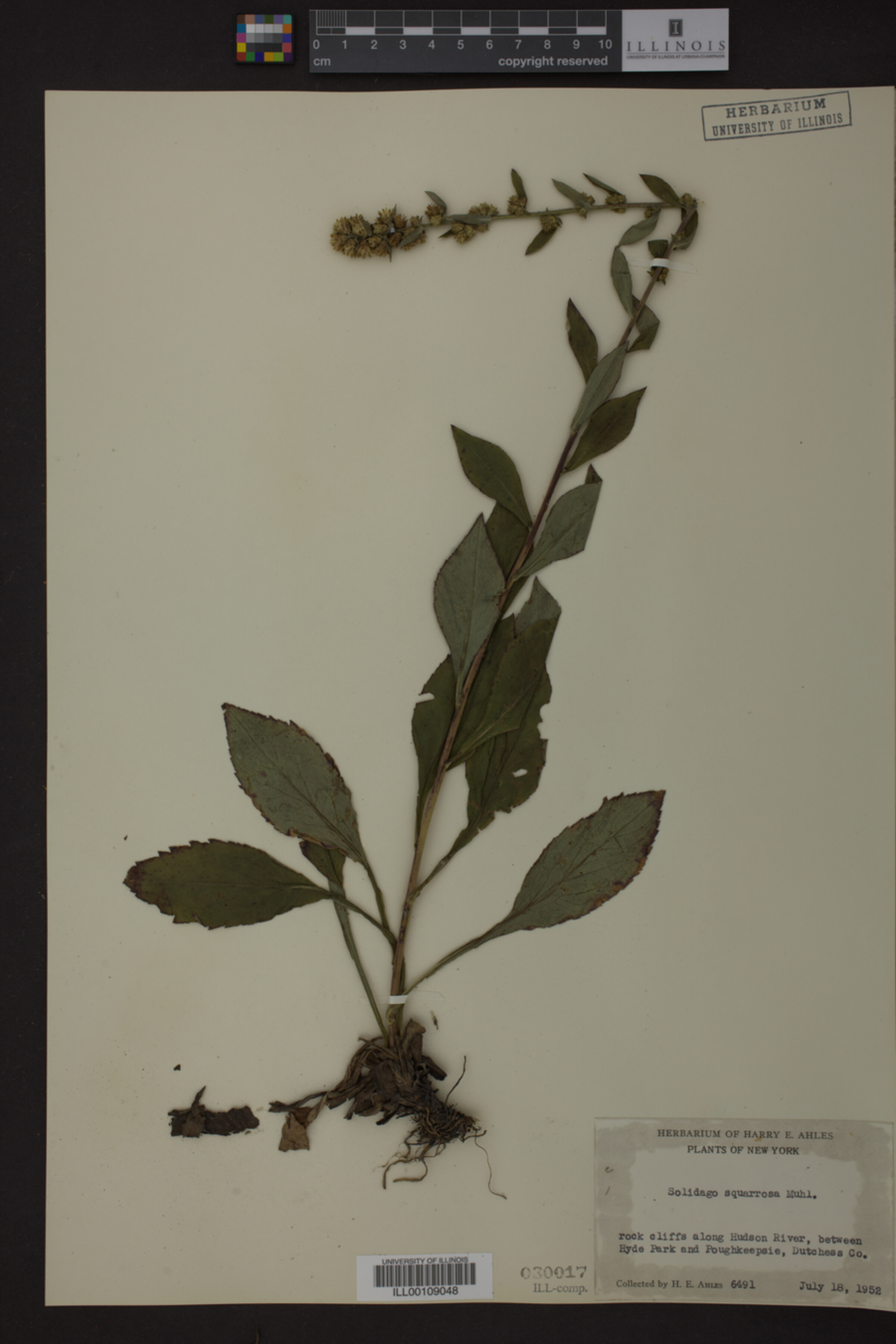 Solidago squarrosa image