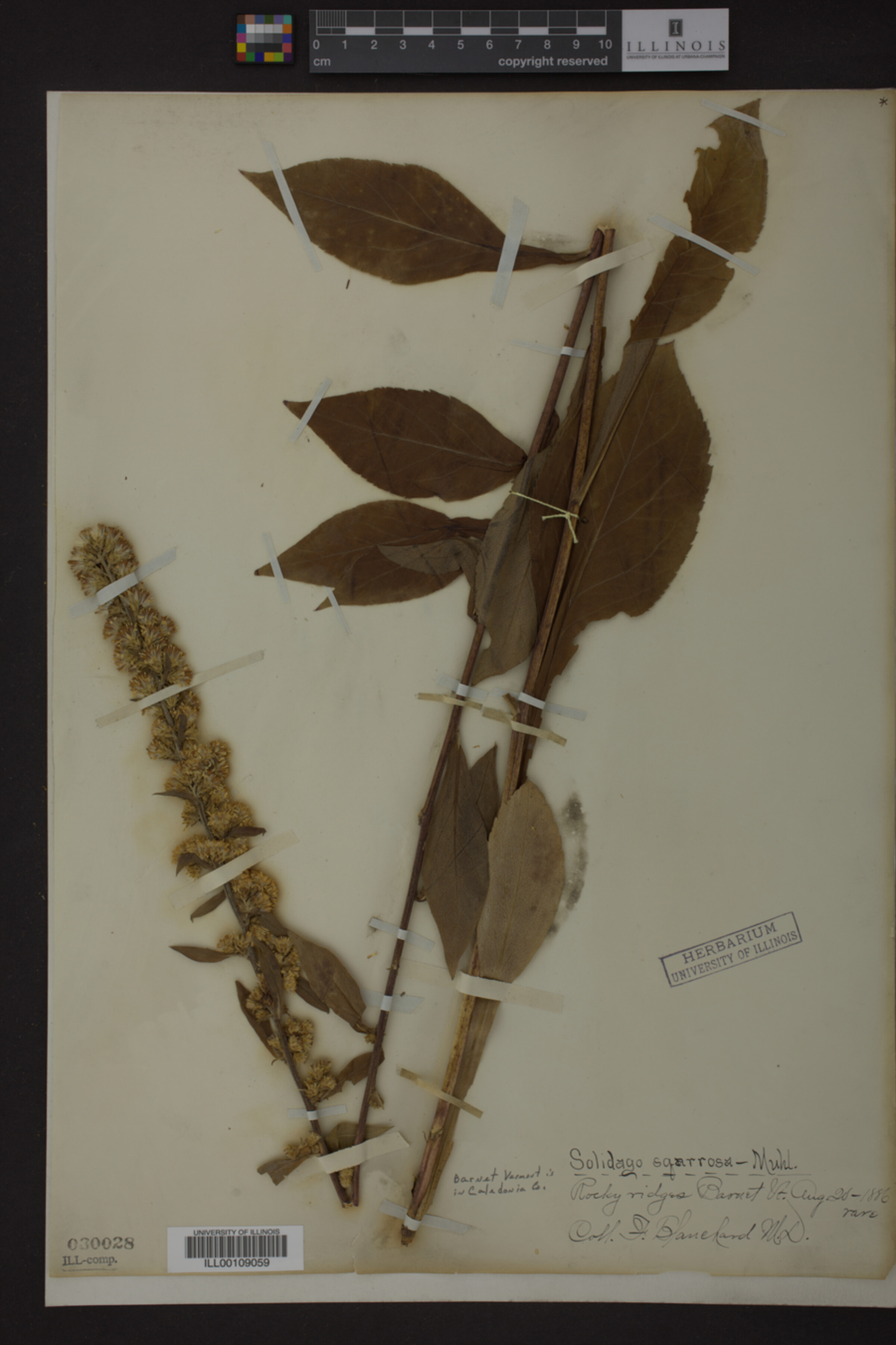 Solidago squarrosa image