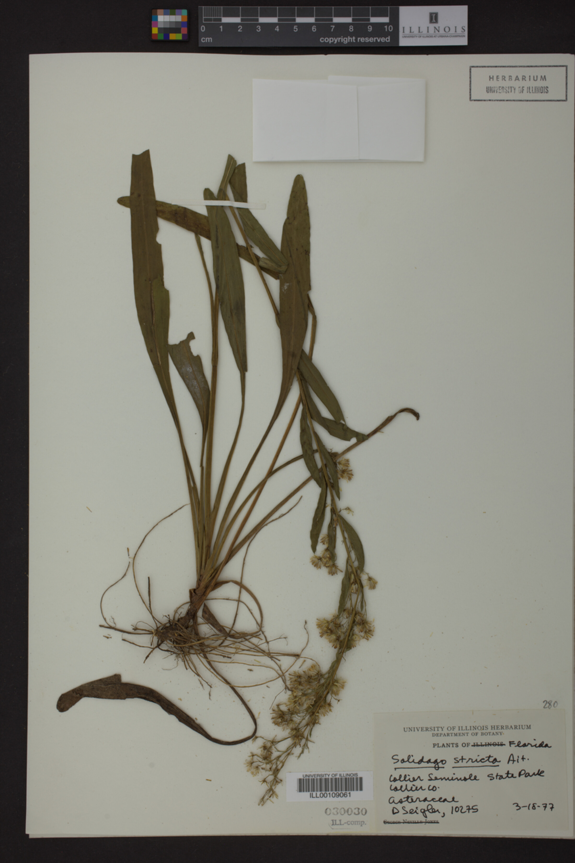 Solidago stricta image