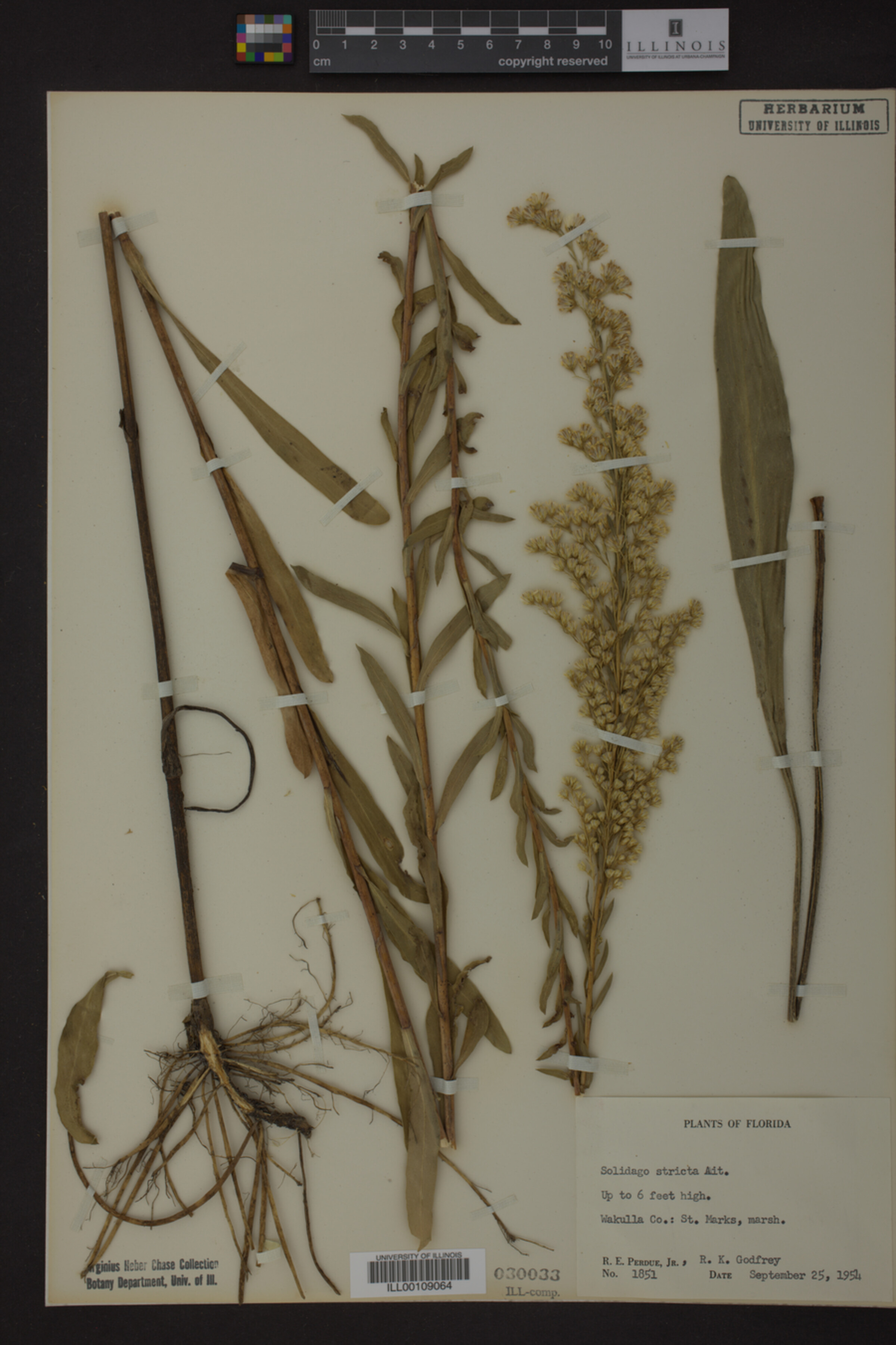 Solidago stricta image