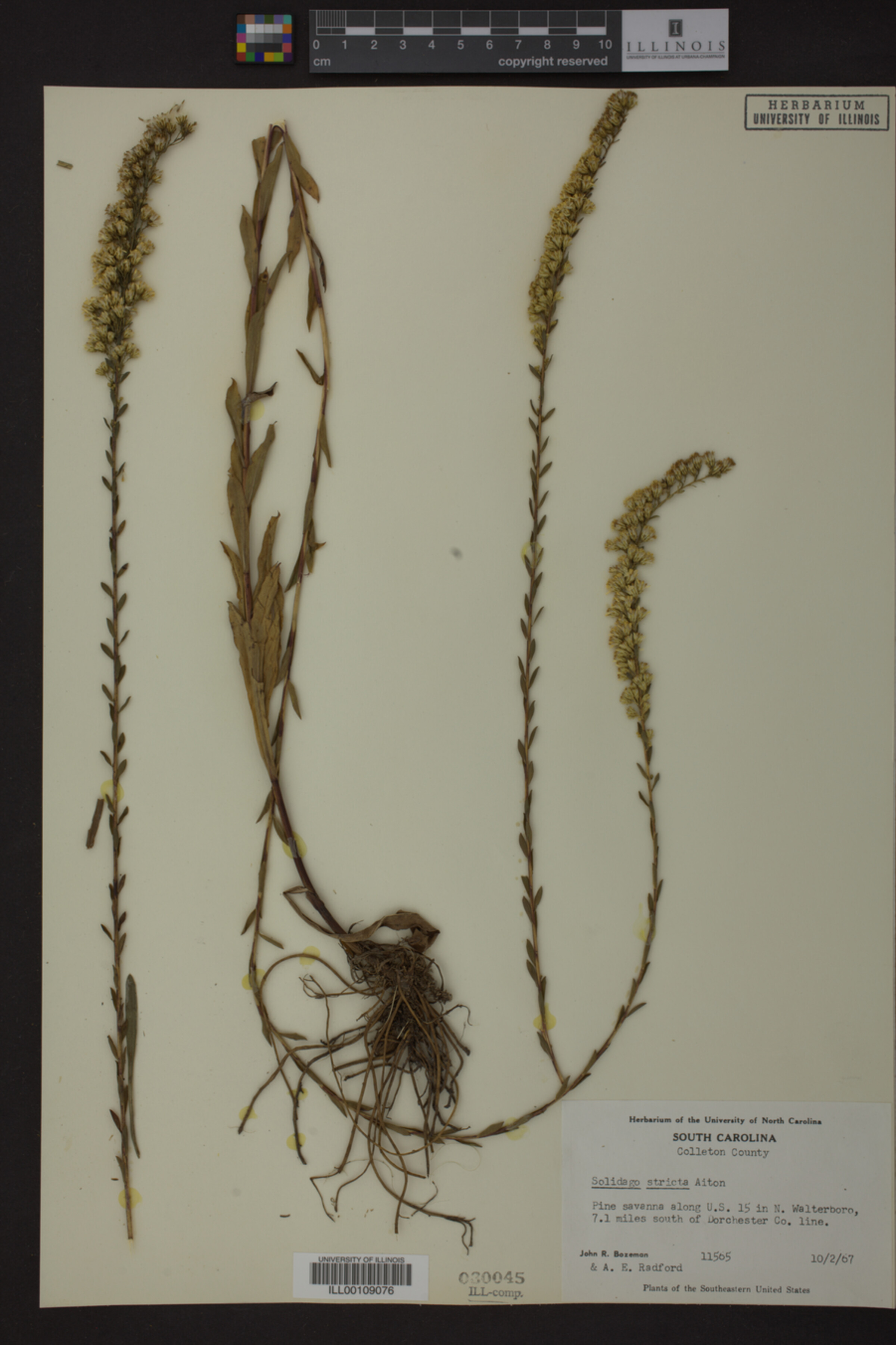 Solidago stricta image