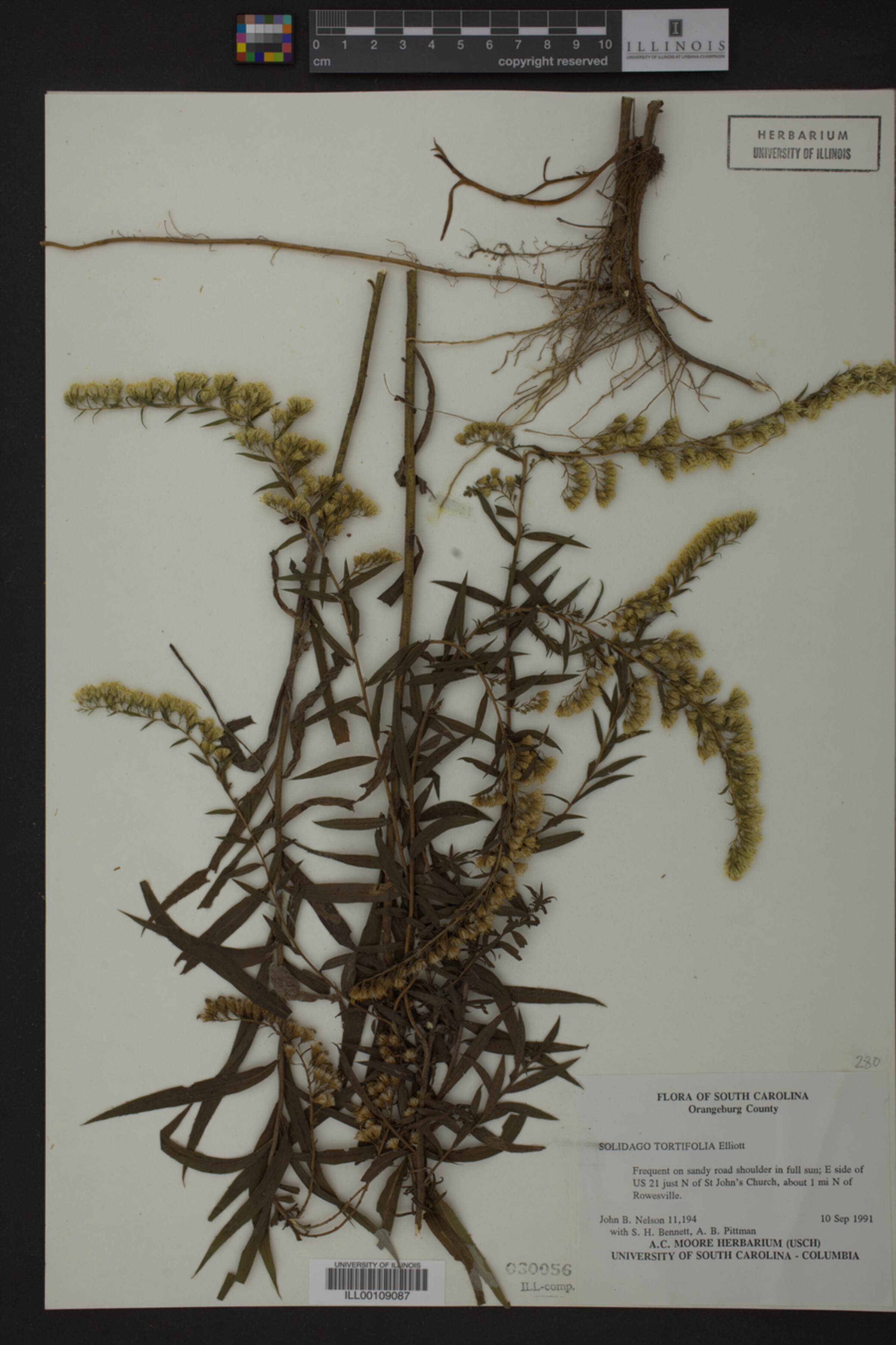 Solidago tortifolia image