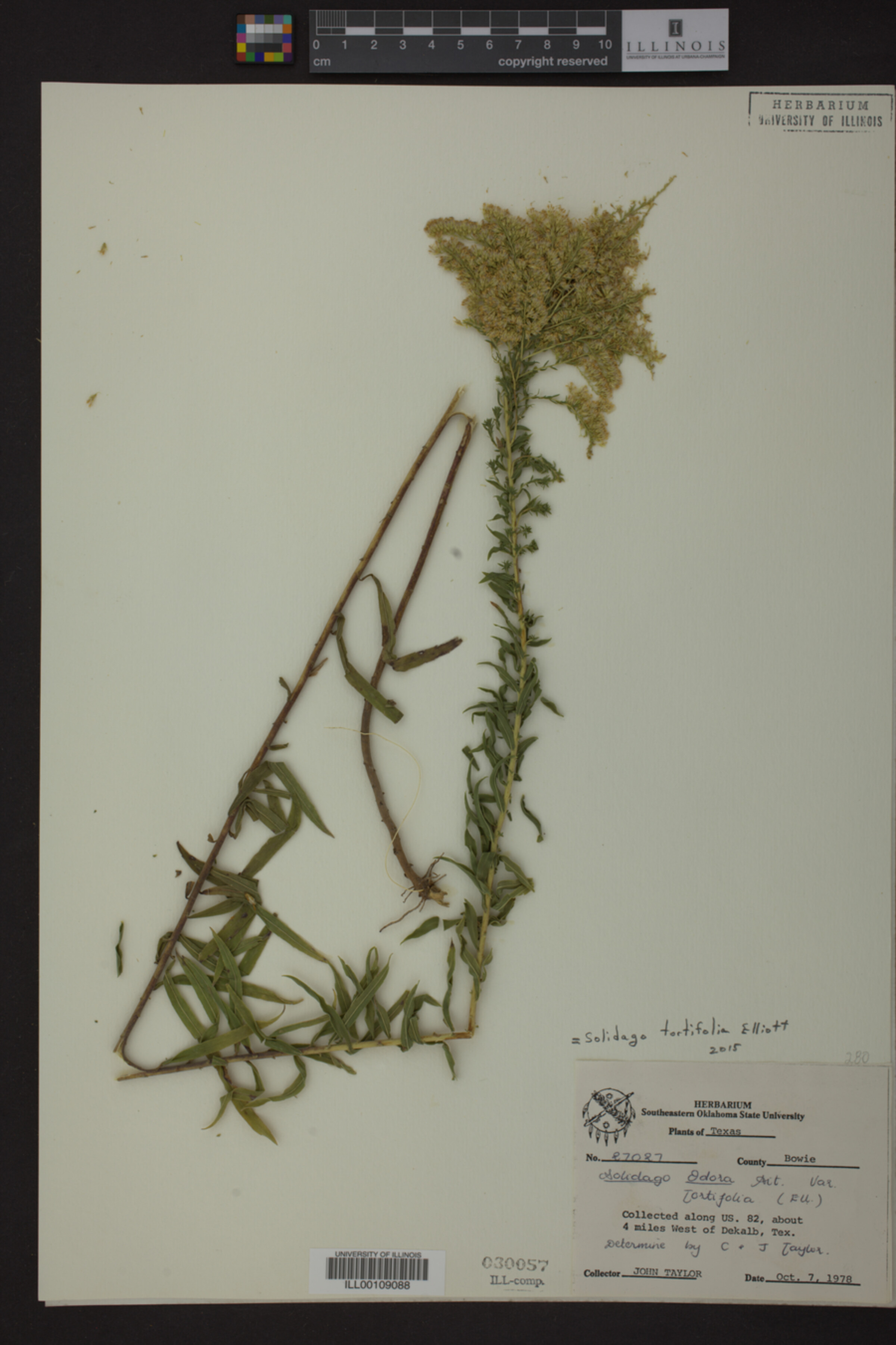 Solidago tortifolia image