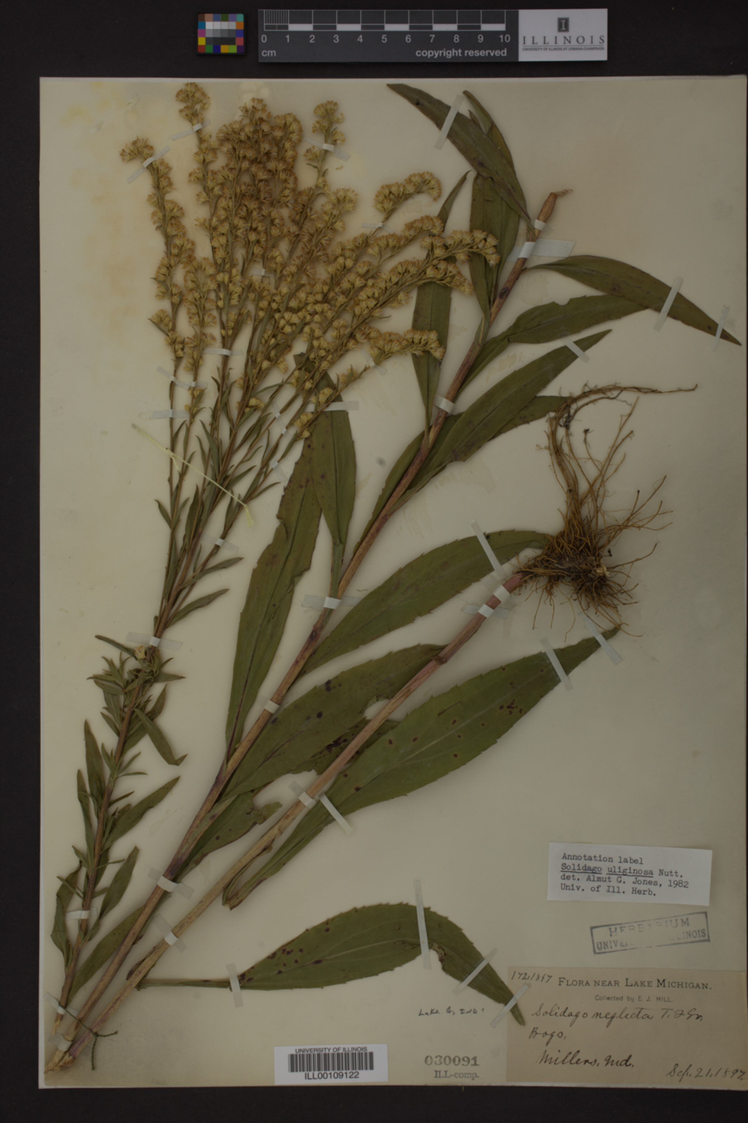 Solidago uliginosa image