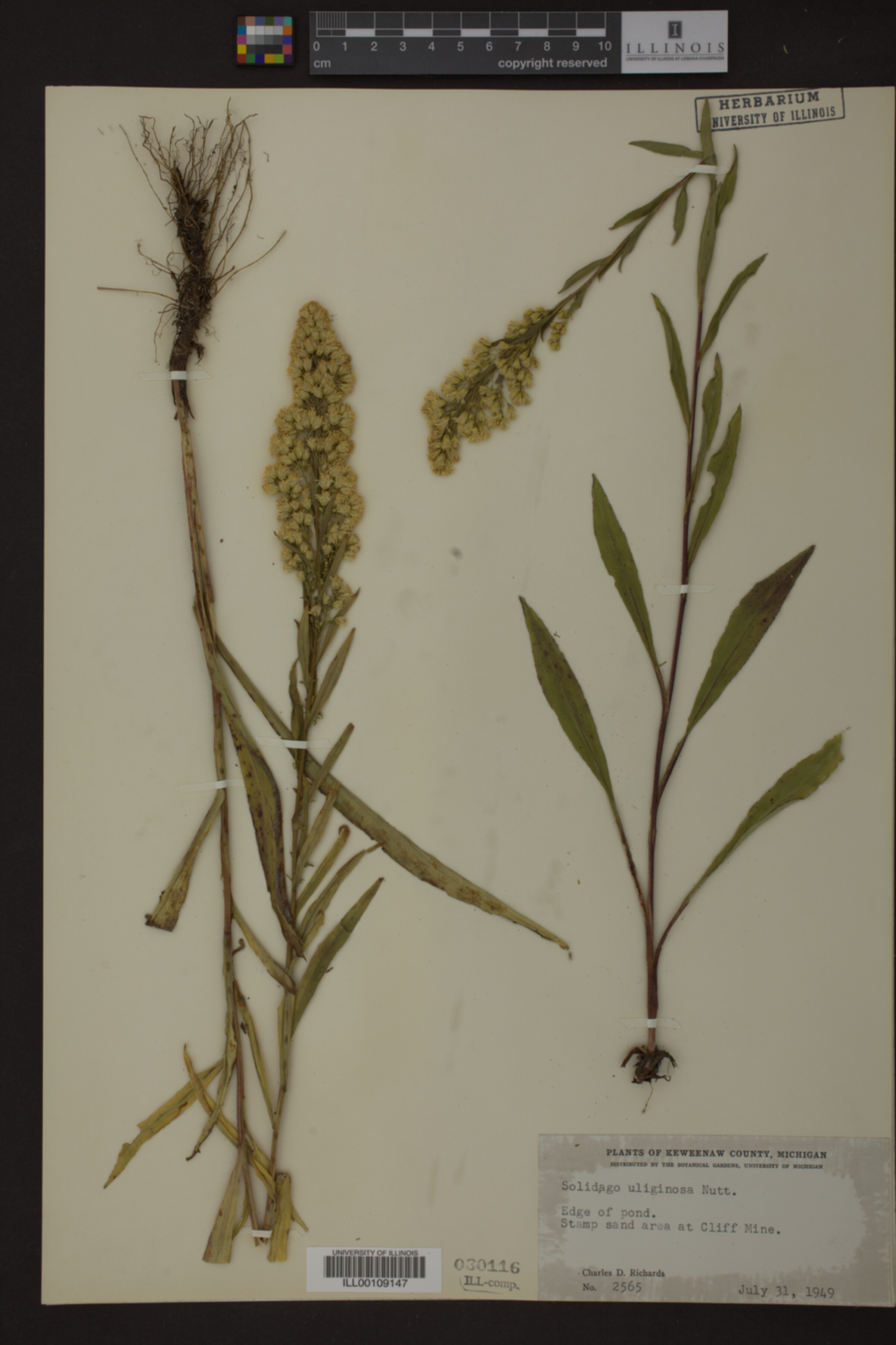 Solidago uliginosa image