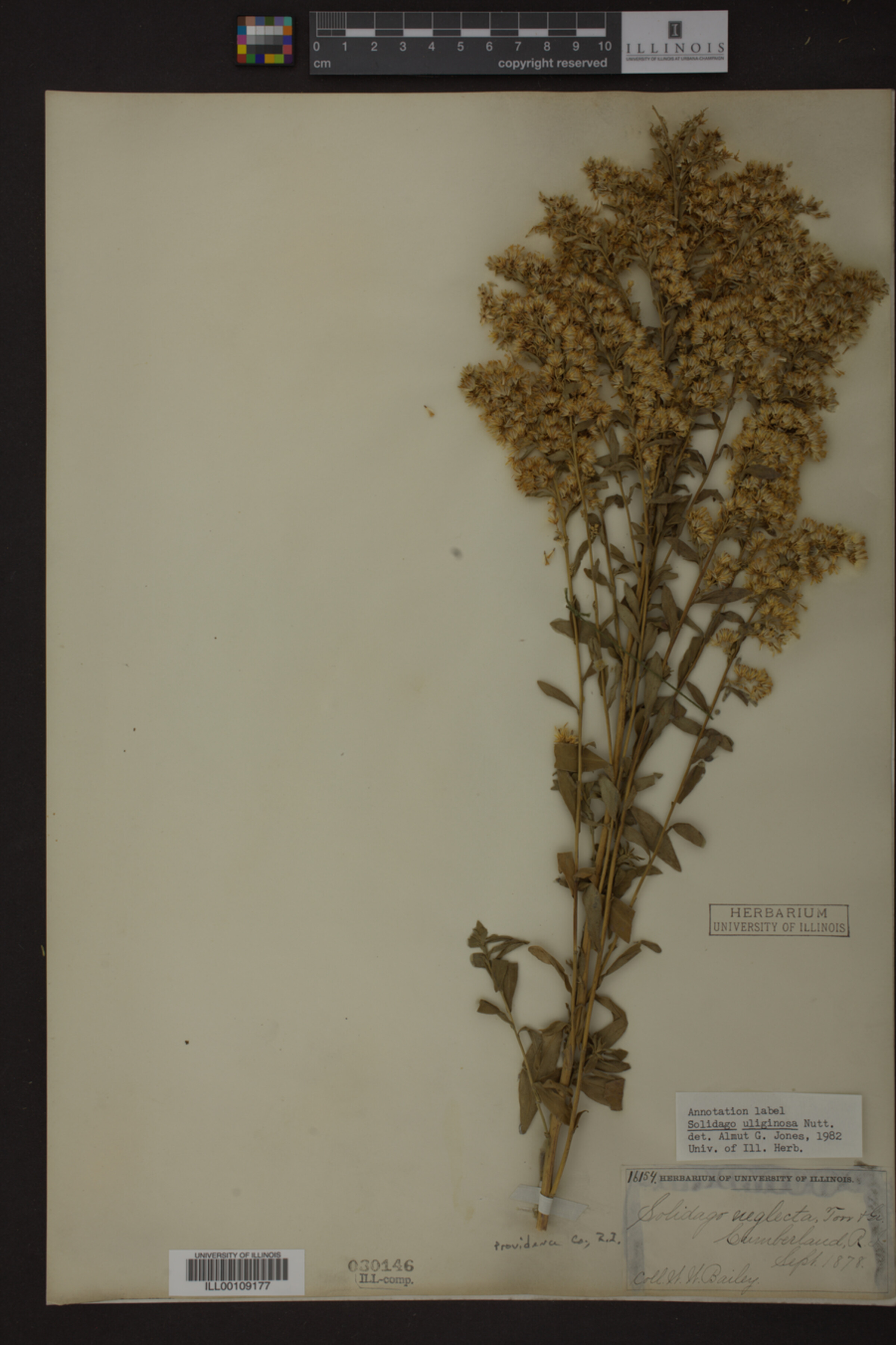 Solidago uliginosa image