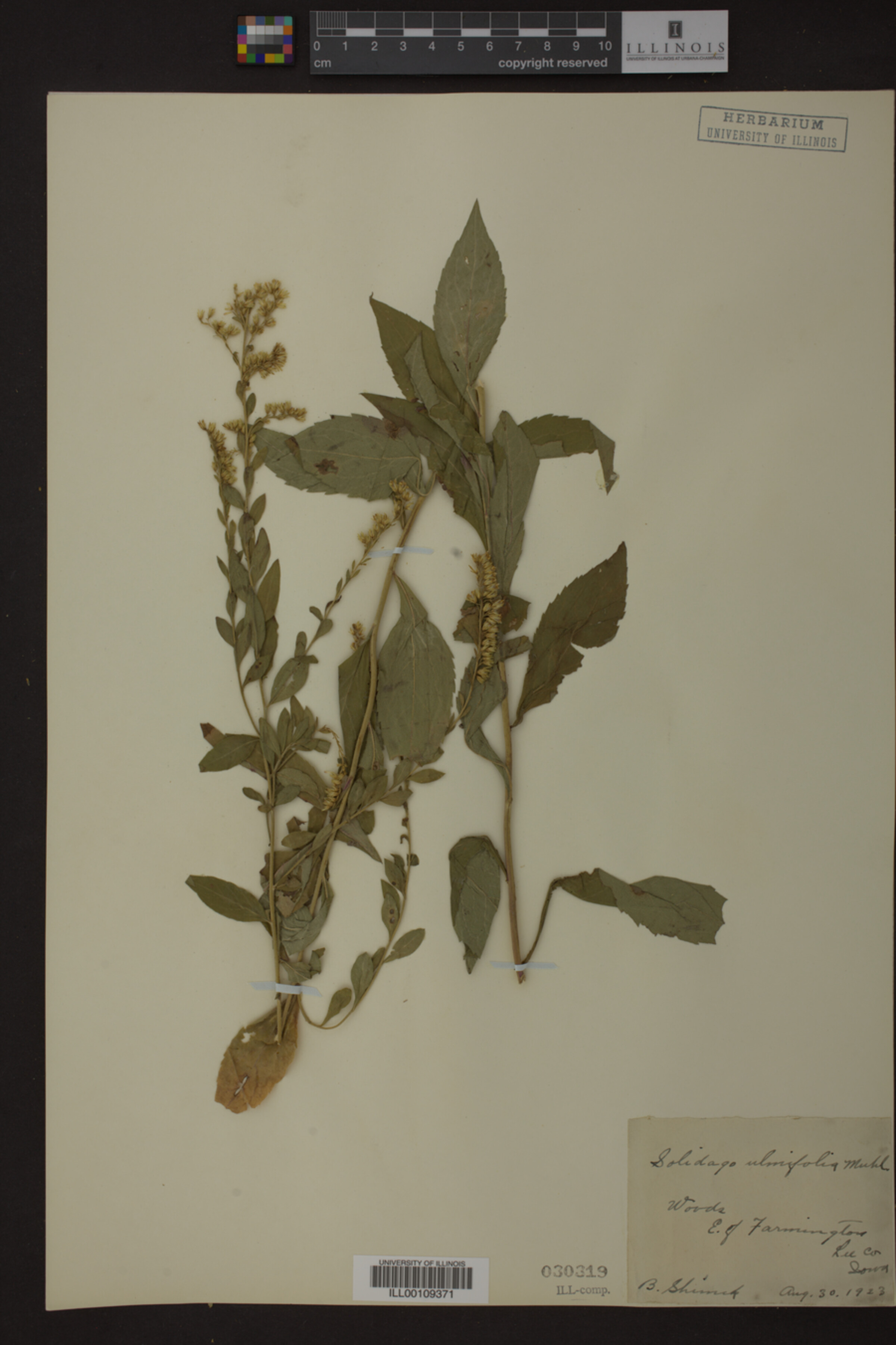 Solidago ulmifolia image