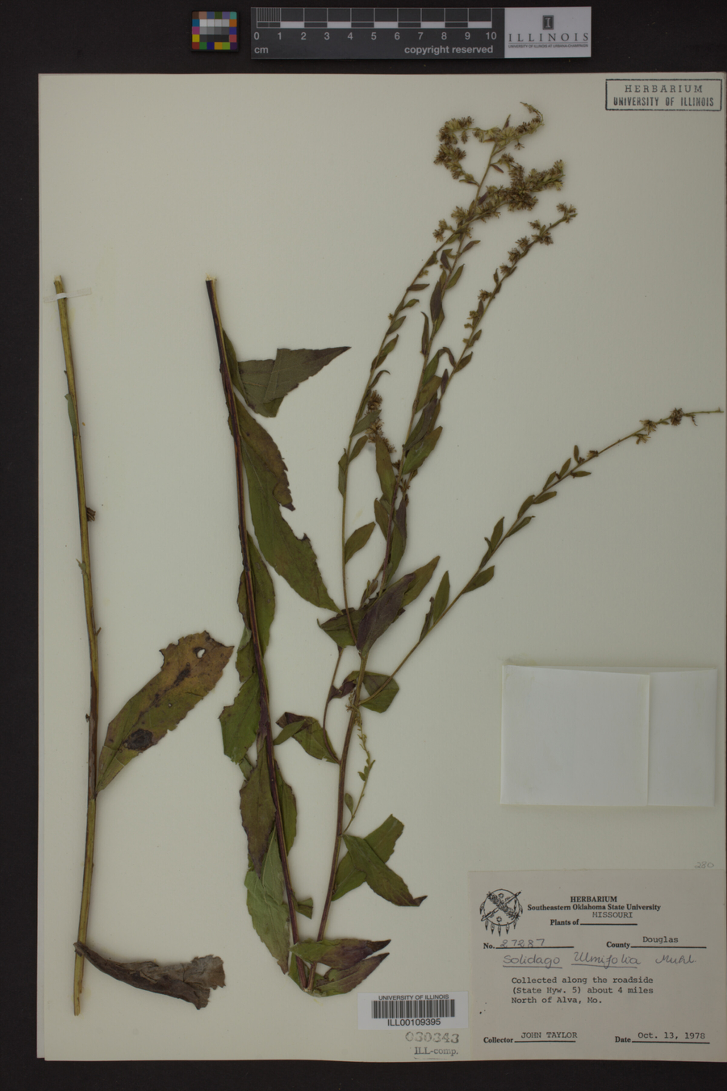 Solidago ulmifolia image