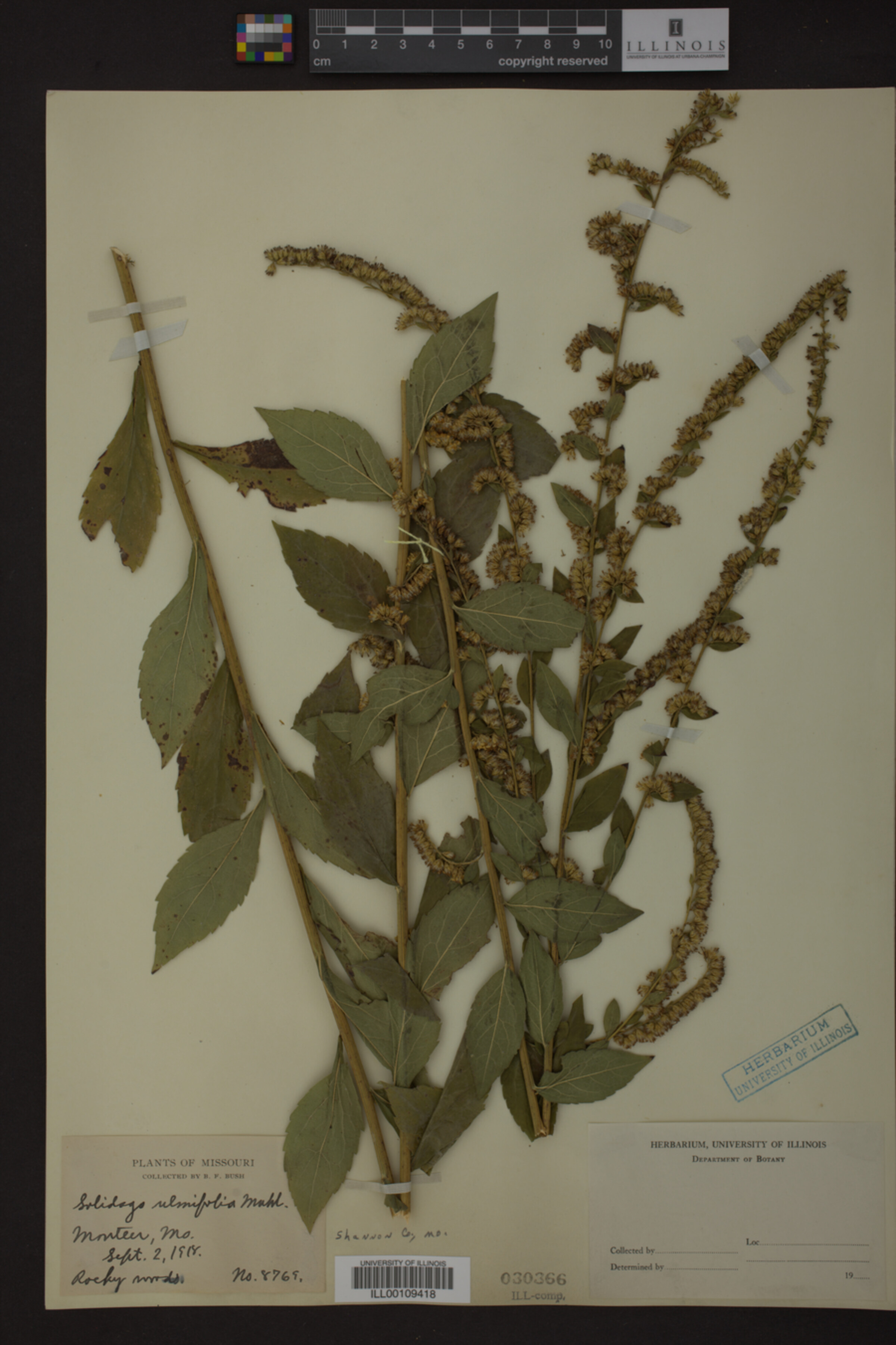 Solidago ulmifolia image