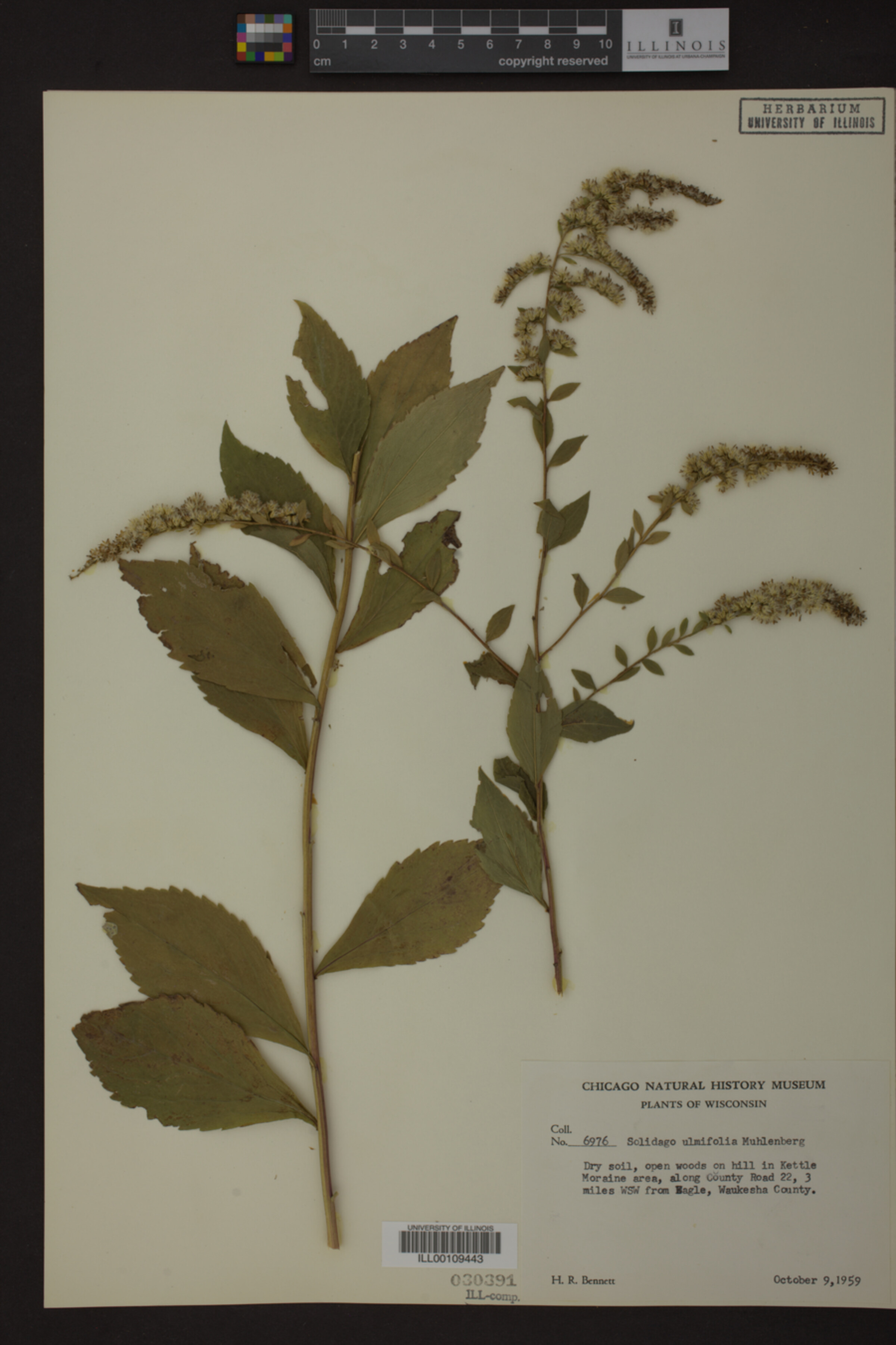 Solidago ulmifolia image
