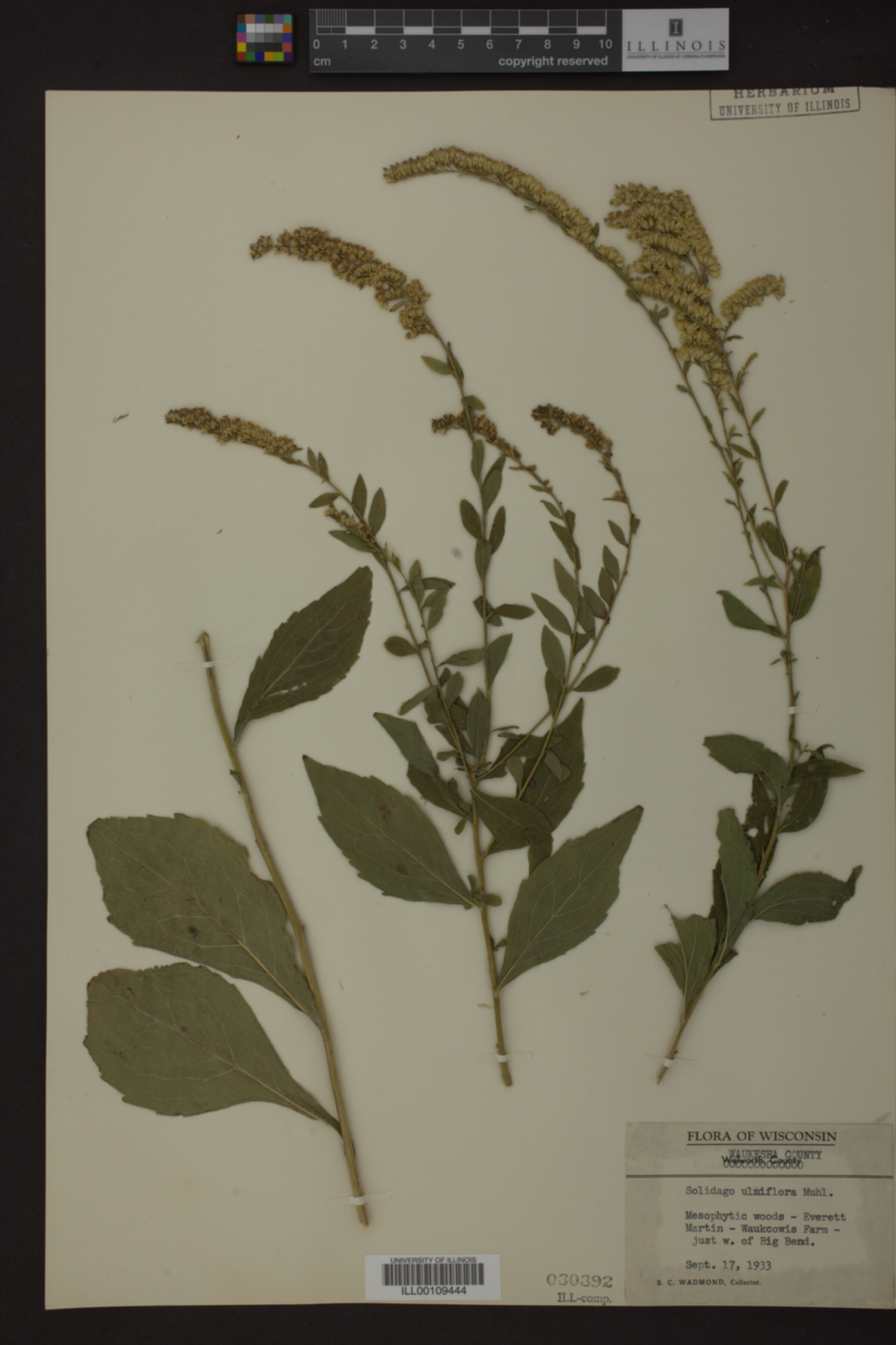 Solidago ulmifolia image