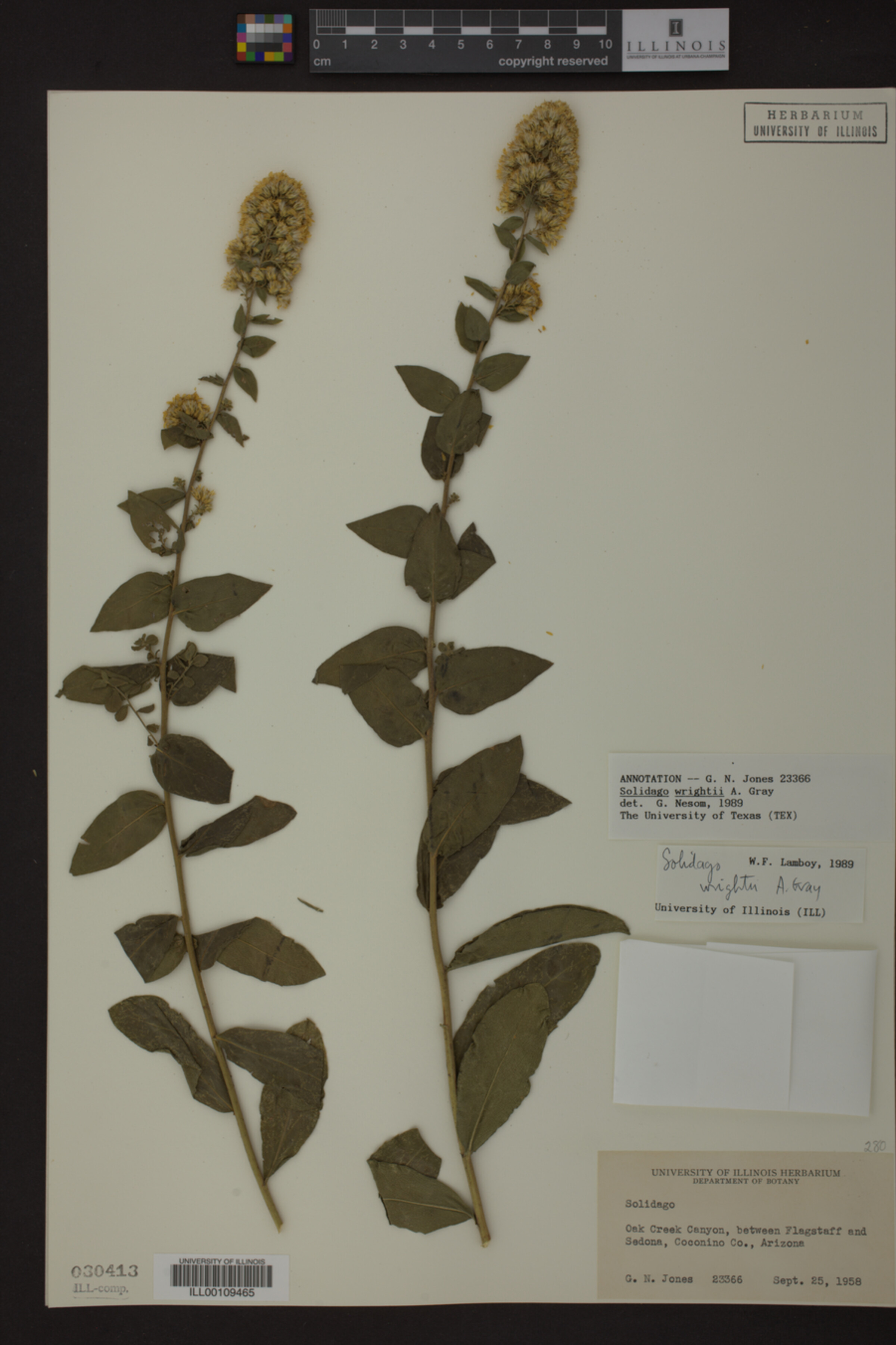 Solidago wrightii image